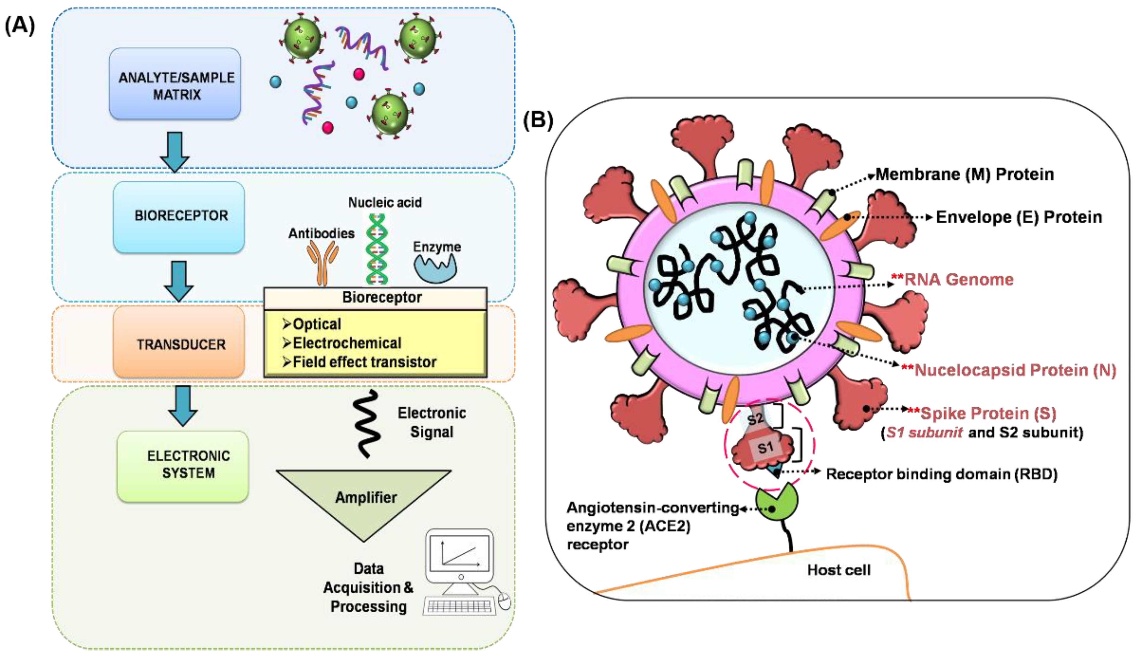 Biosensors 11 00434 g001