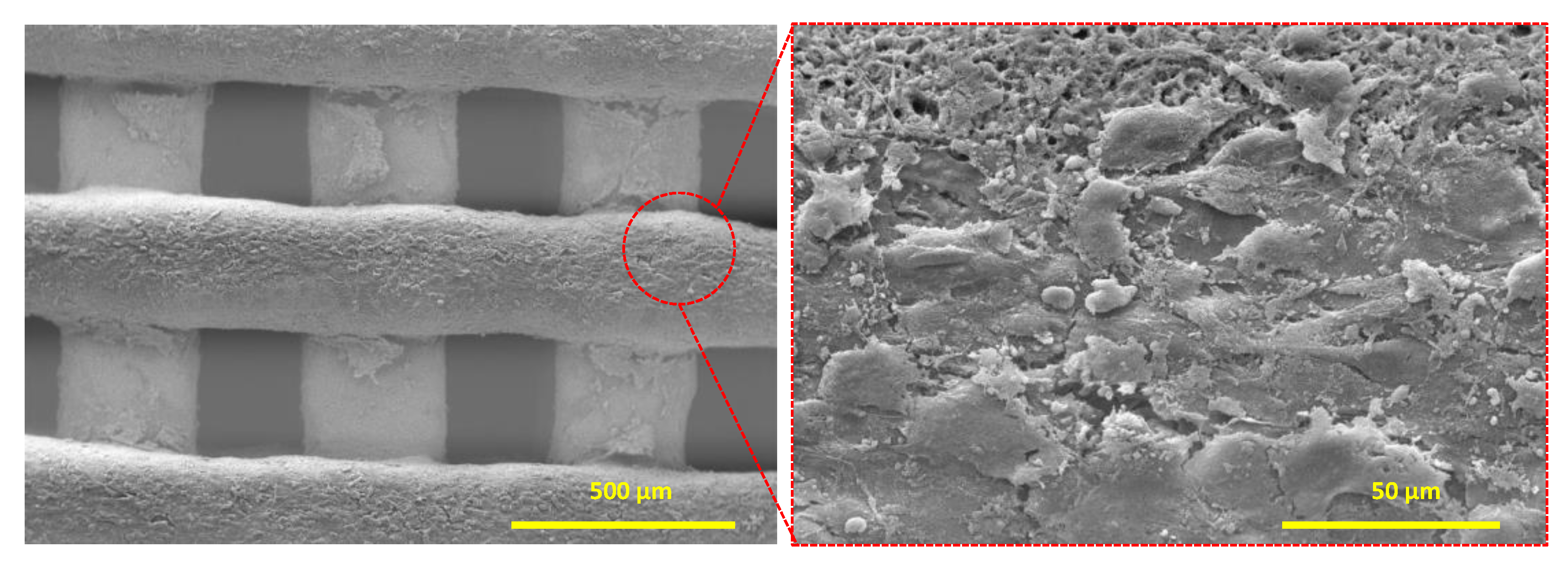 Biosensors 11 00473 g005