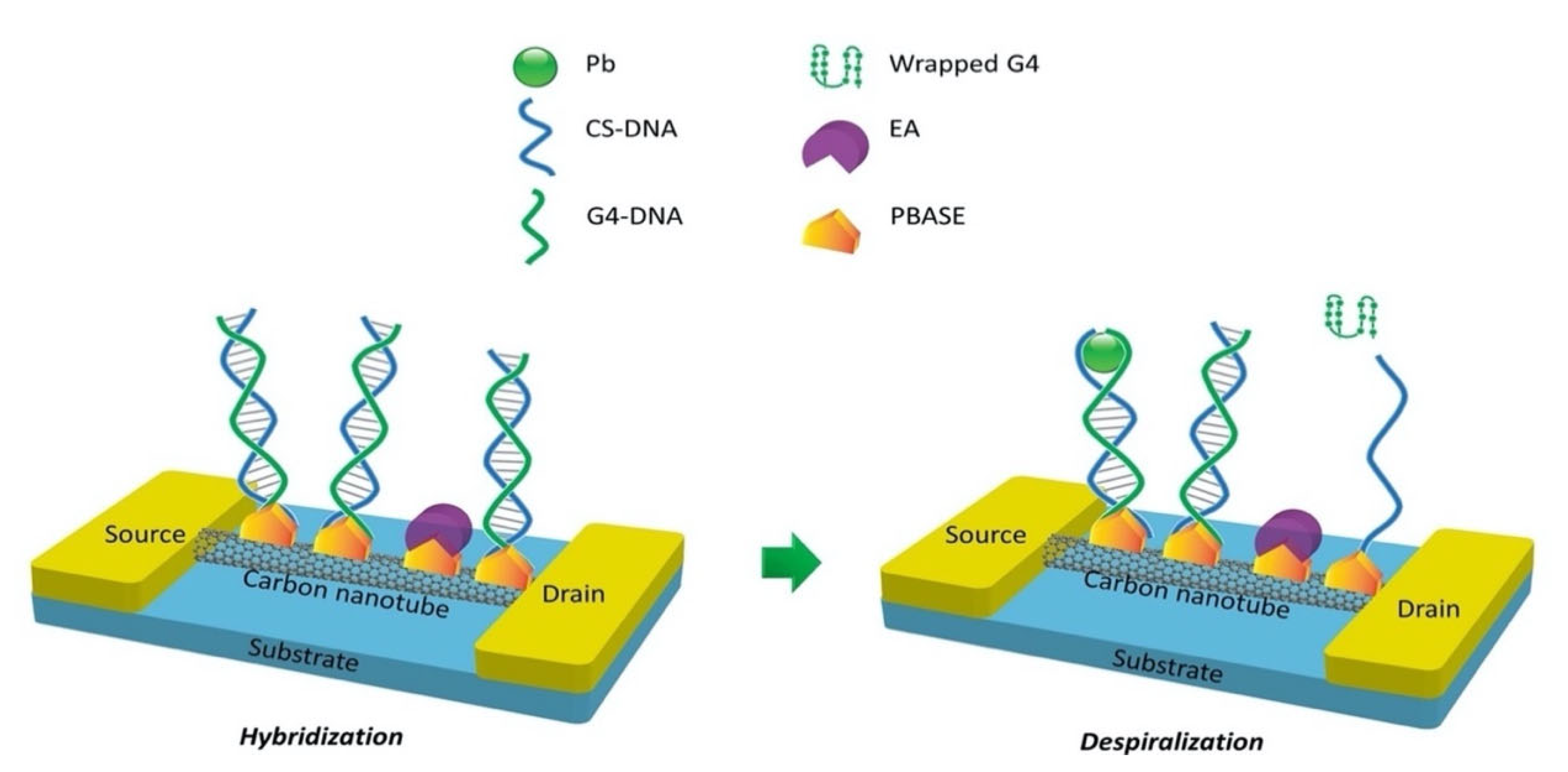 Biosensors 11 00478 g007