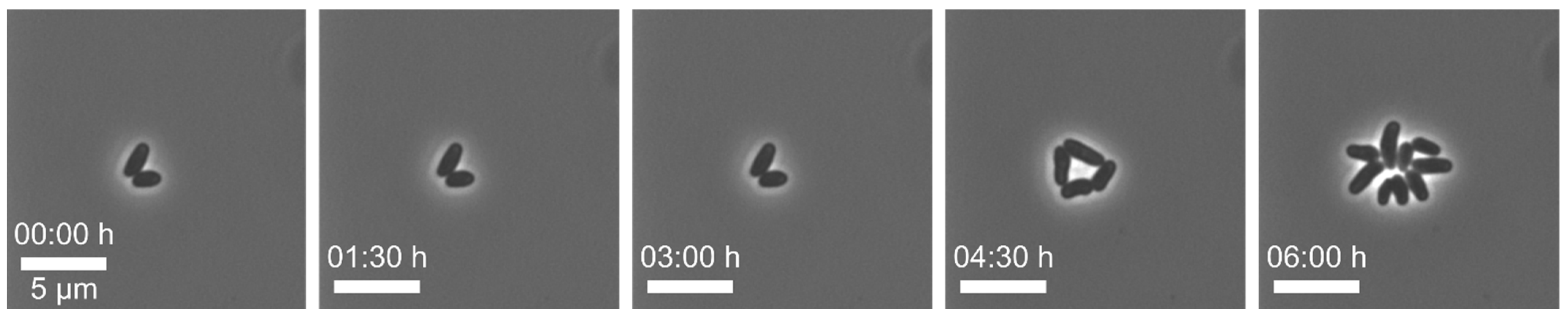 Biosensors 11 00485 g005
