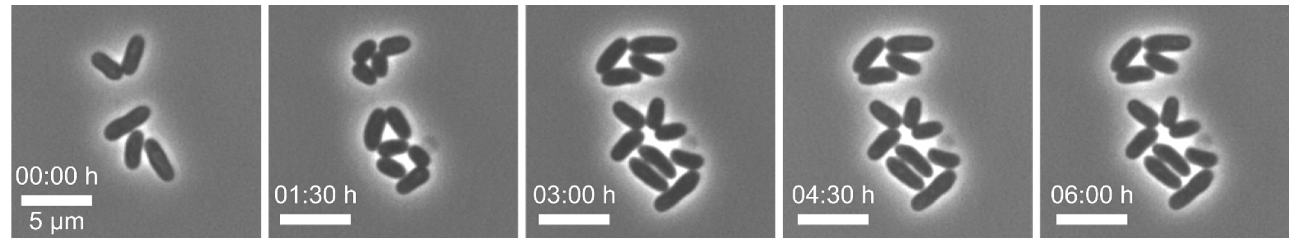 Biosensors 11 00485 g006