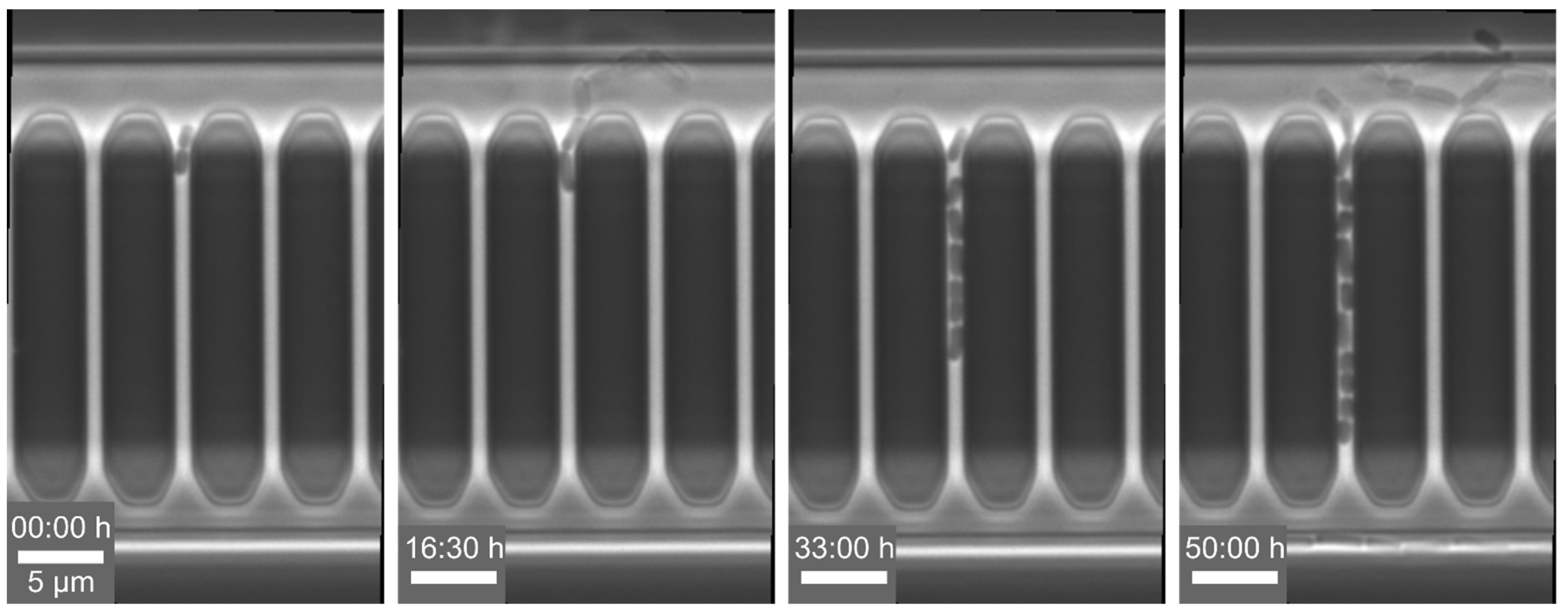 Biosensors 11 00485 g007