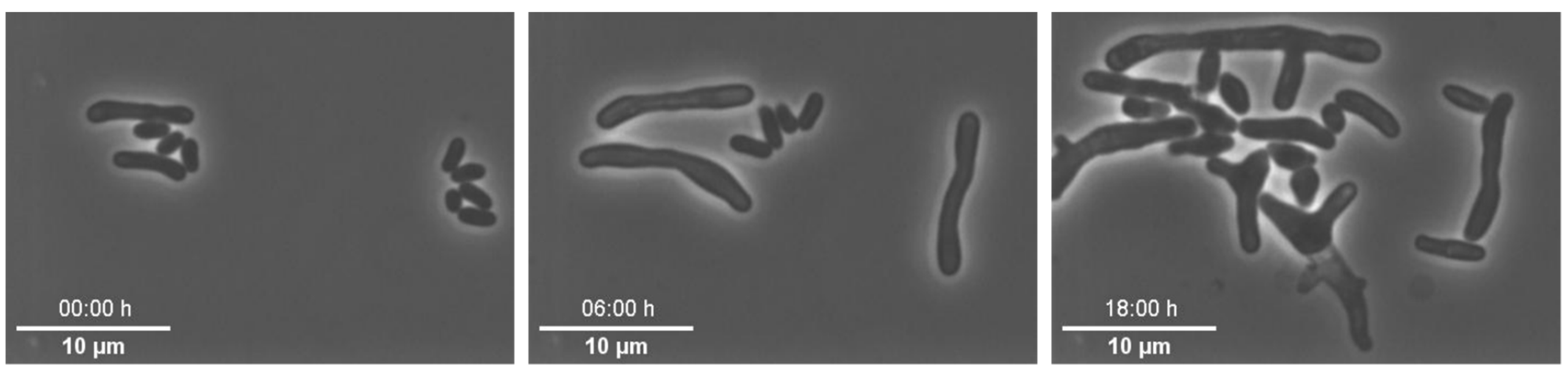 Biosensors 11 00485 g008
