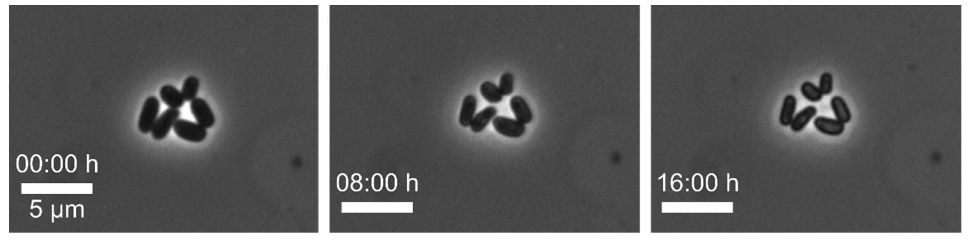 Biosensors 11 00485 g009