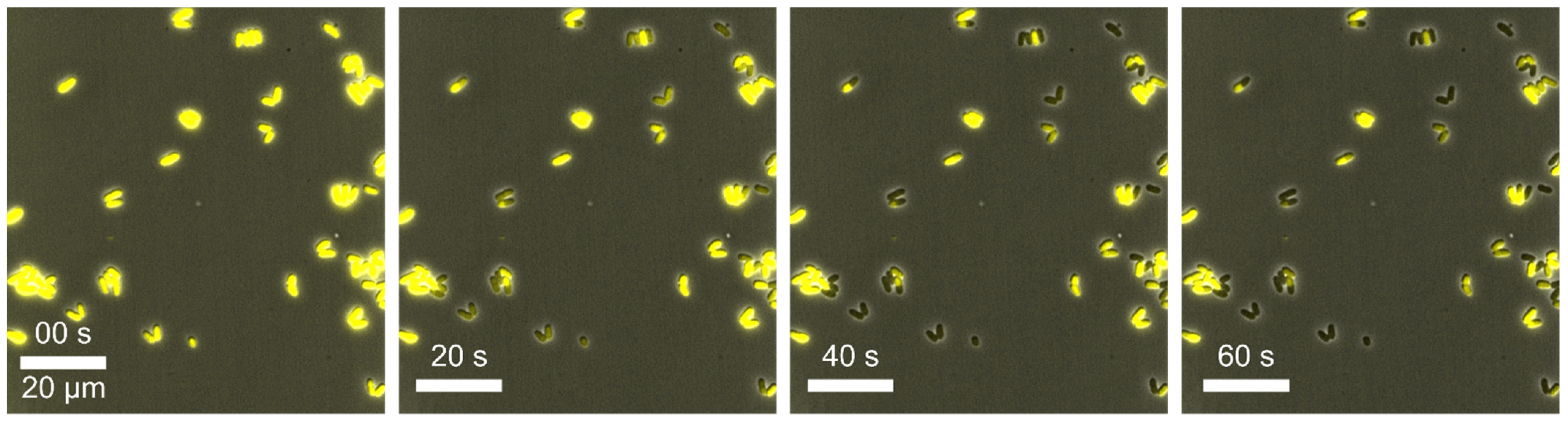 Biosensors 11 00485 g010