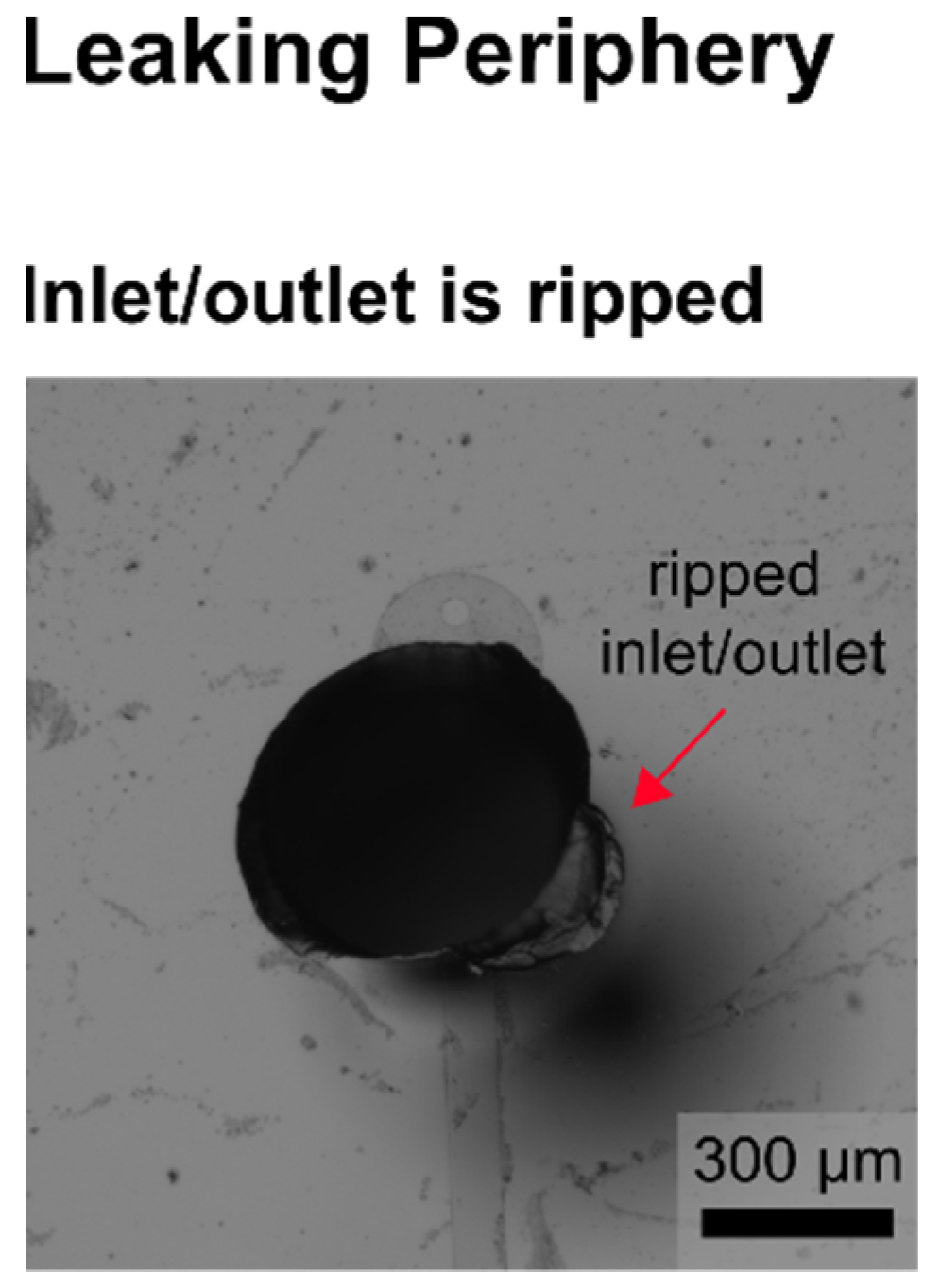 Biosensors 11 00485 g0a3