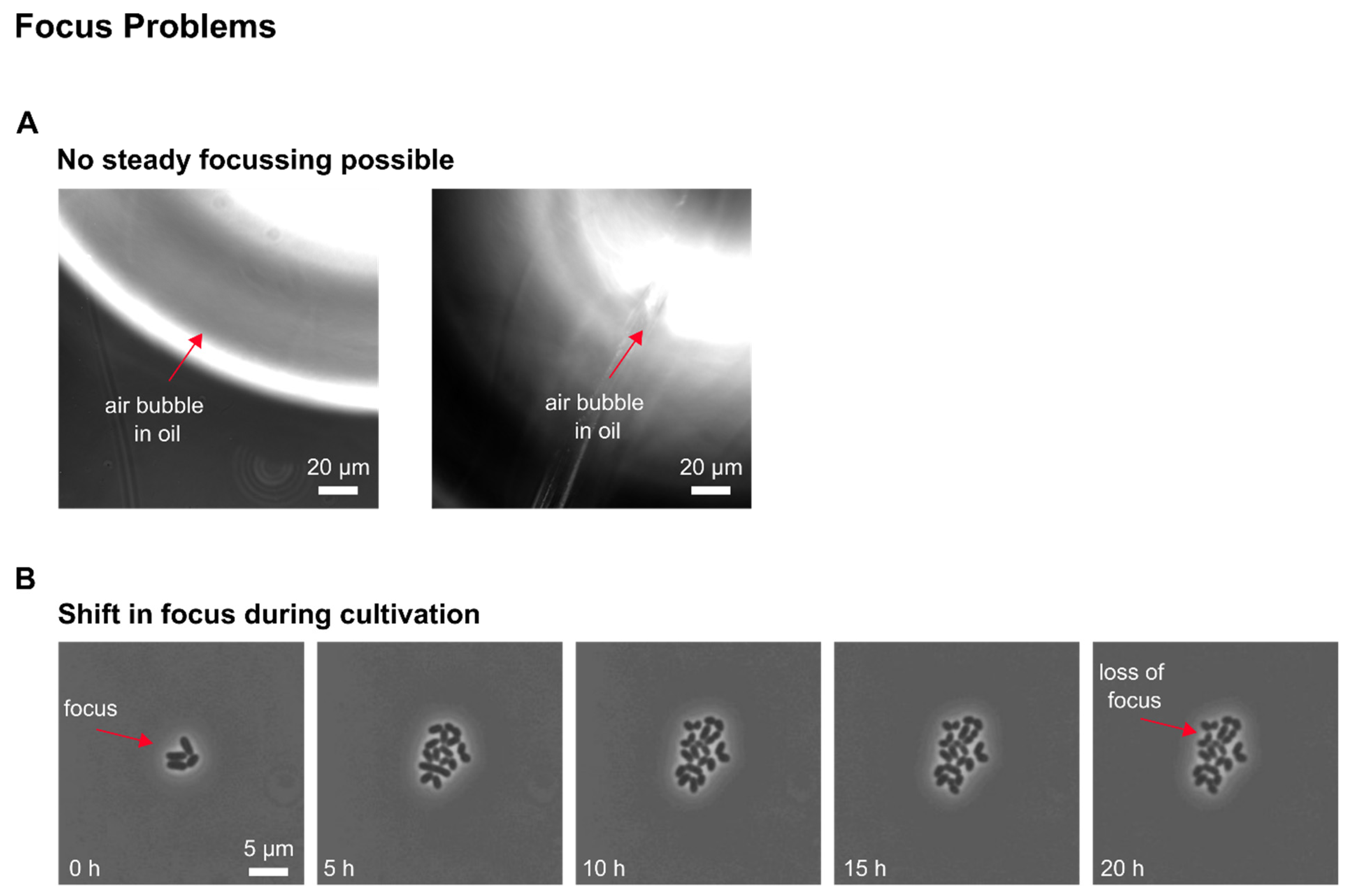 Biosensors 11 00485 g0a8