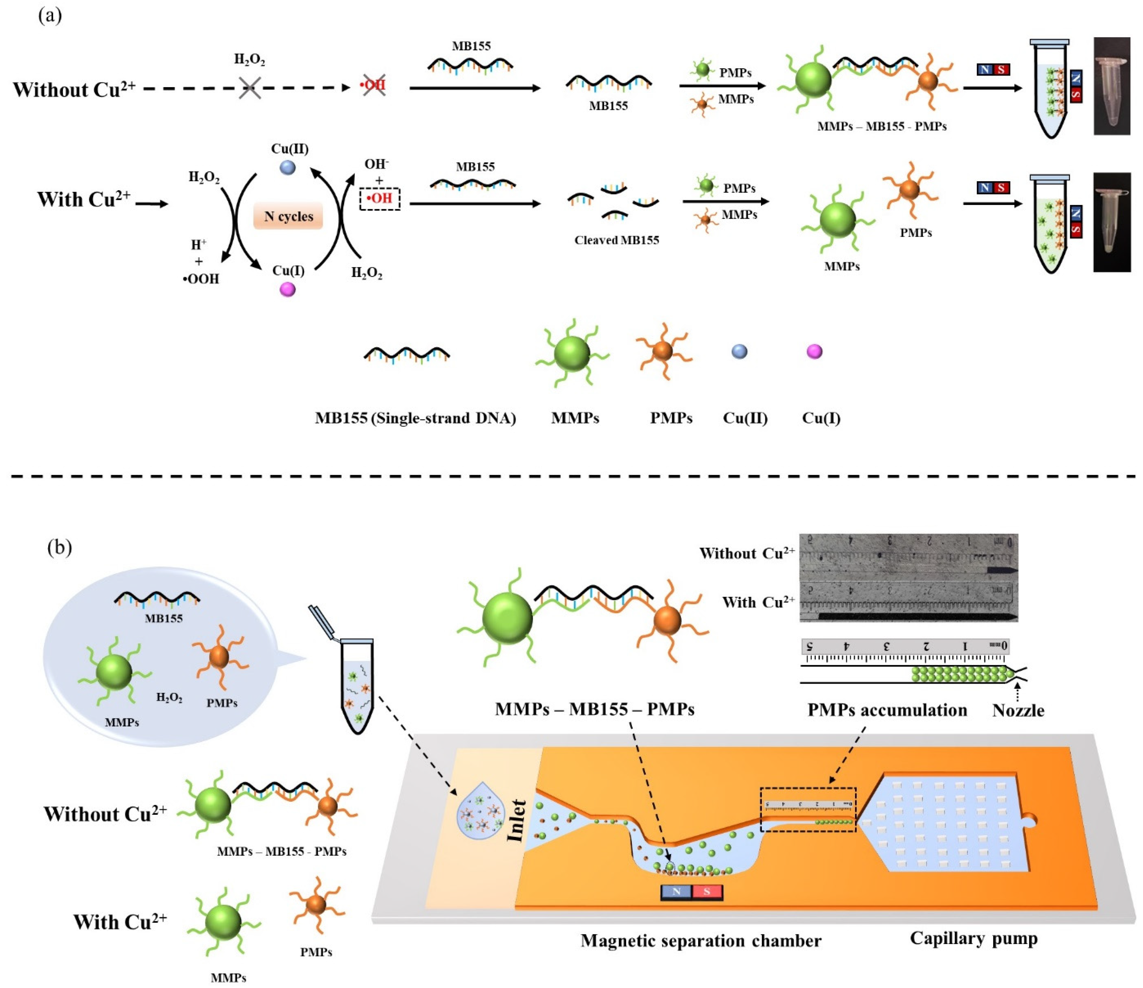 Biosensors 11 00487 g001 550