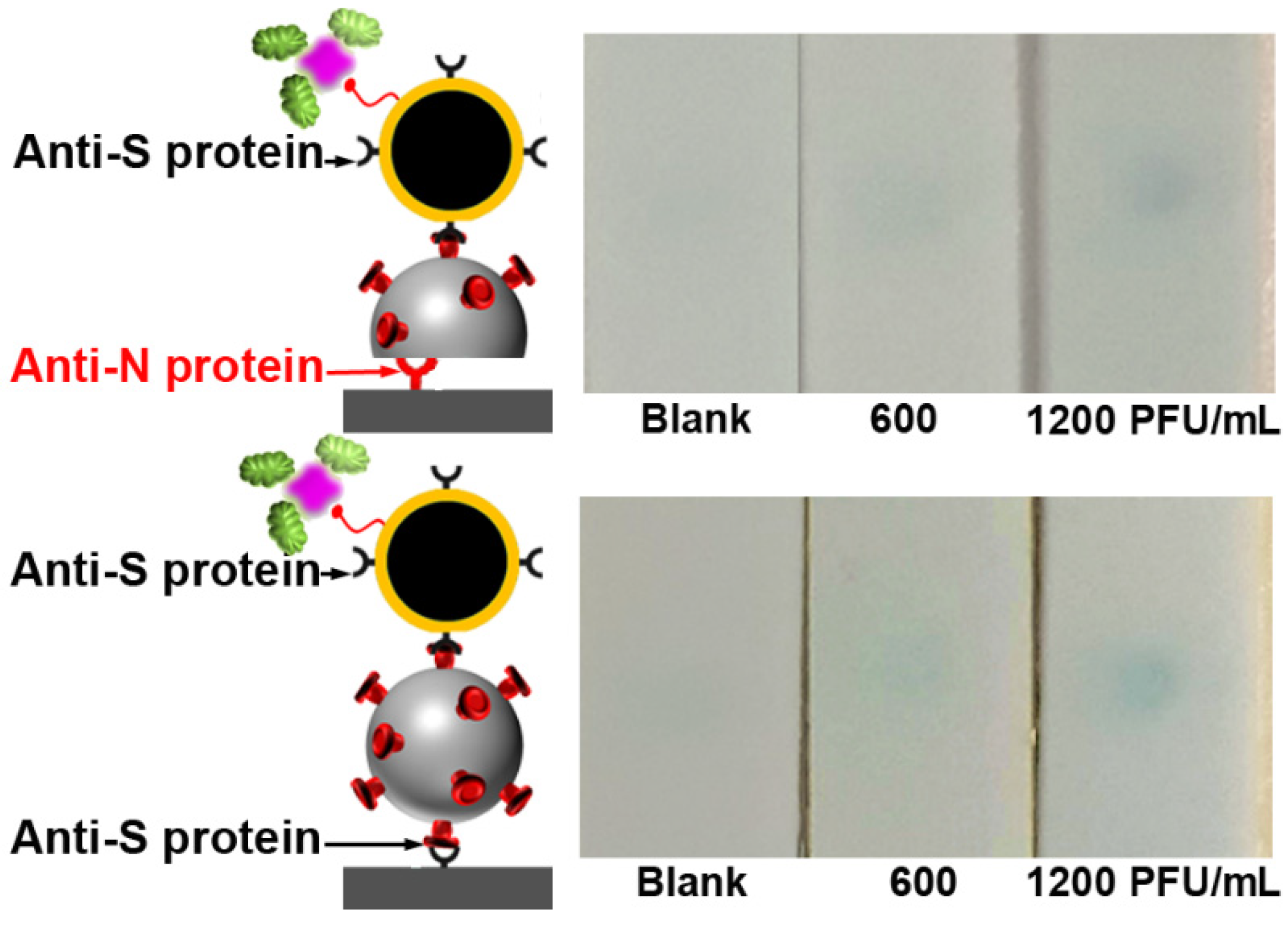 Biosensors 11 00488 g002 550