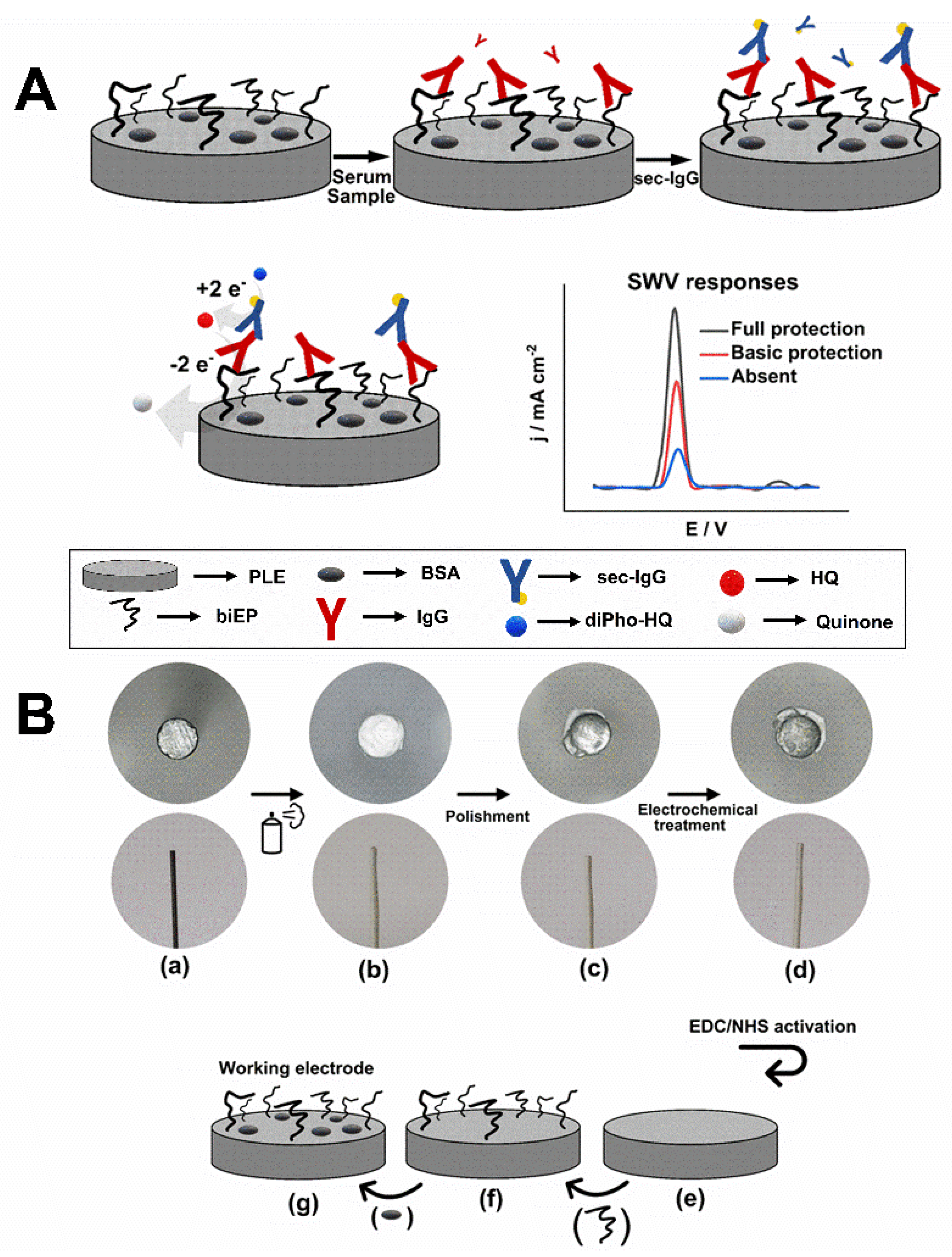 Biosensors 11 00489 g001 Biosensors 11 00489 g001