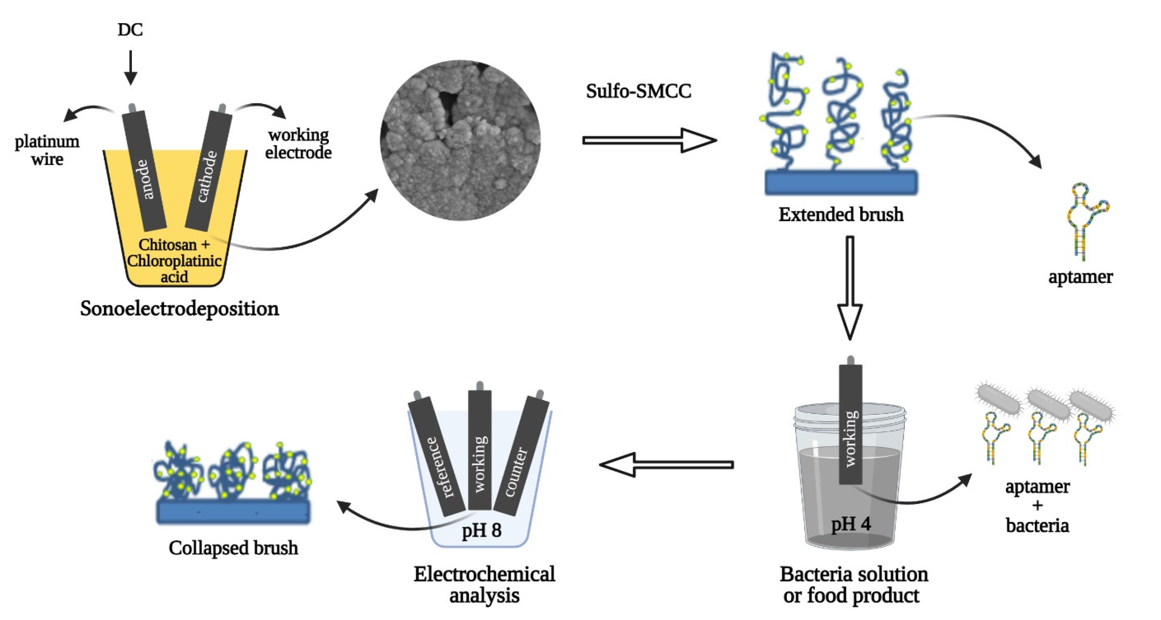 Biosensors 11 00511 g001 550