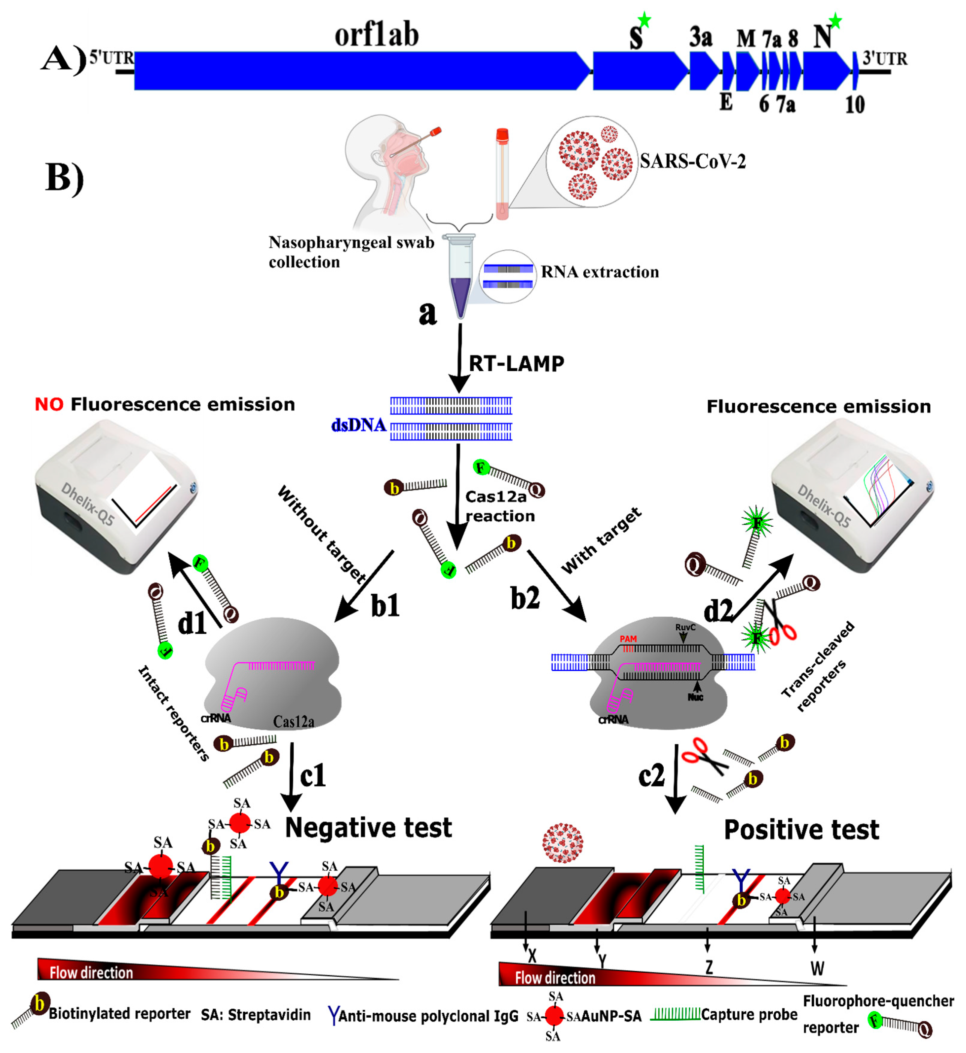 Biosensors 12 00011 sch001