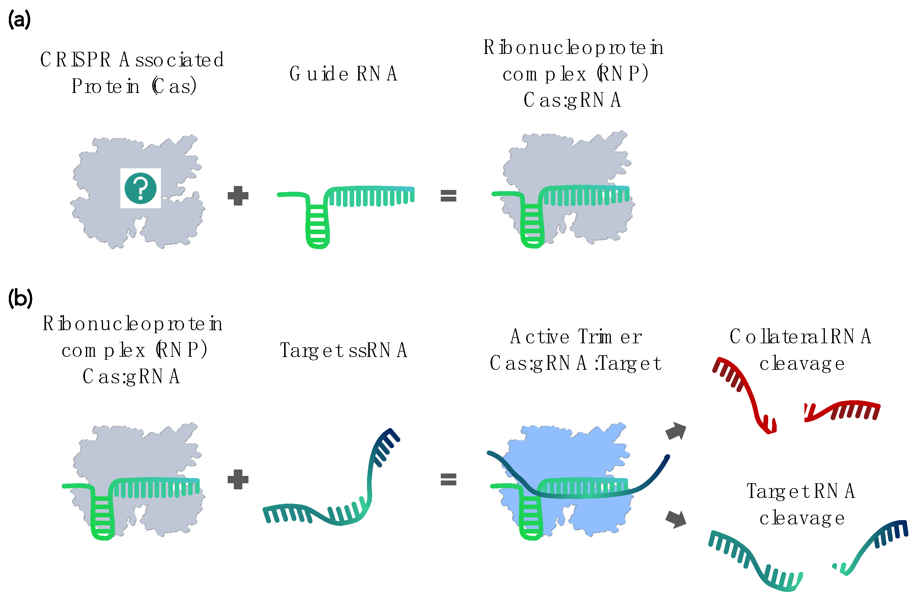 Biosensors Free FullText How to Find the Right RNASensing CRISPR