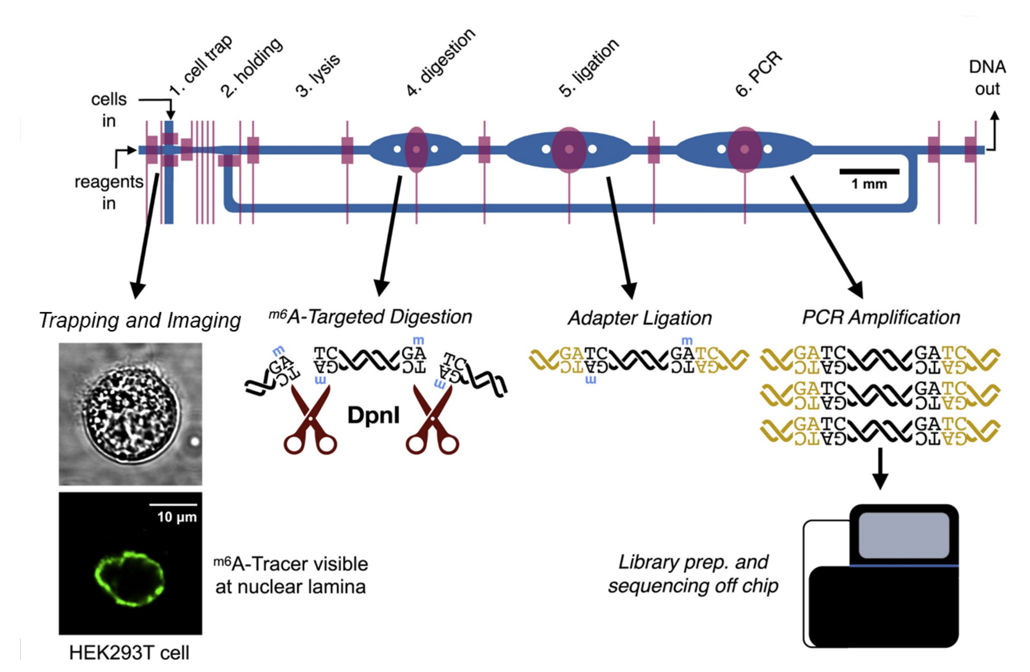 Biosensors 12 00058 g003 550
