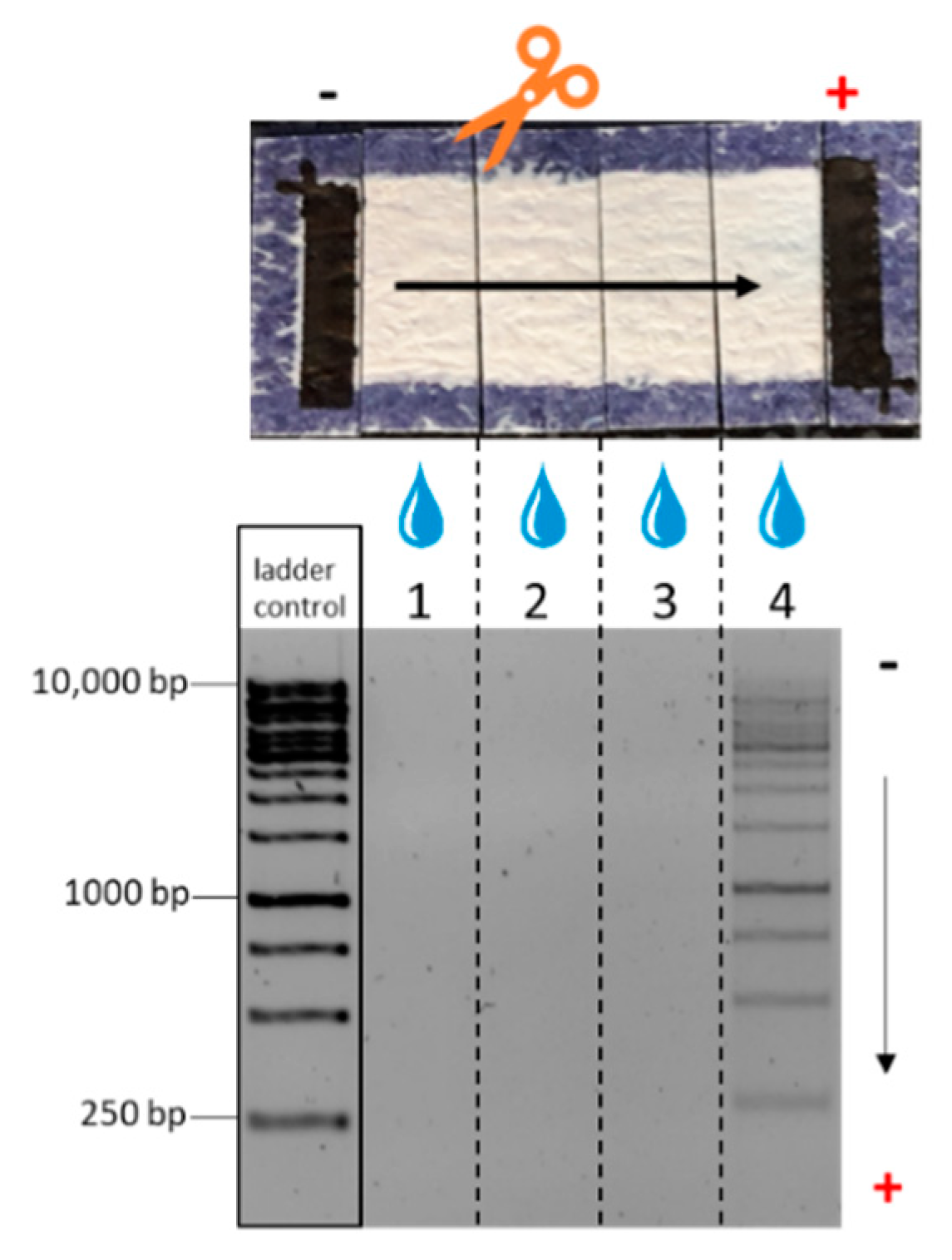 Biosensors 12 00062 g005