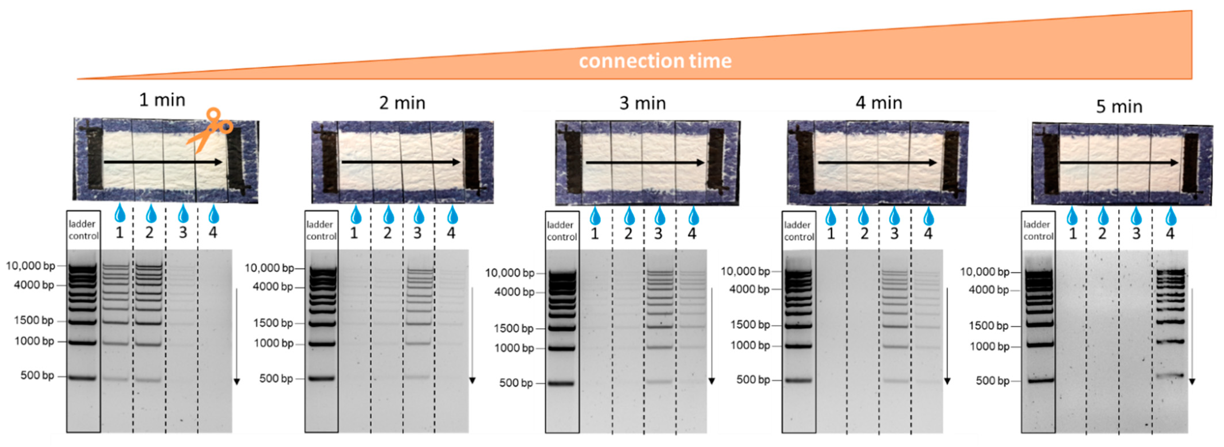 Biosensors 12 00062 g006