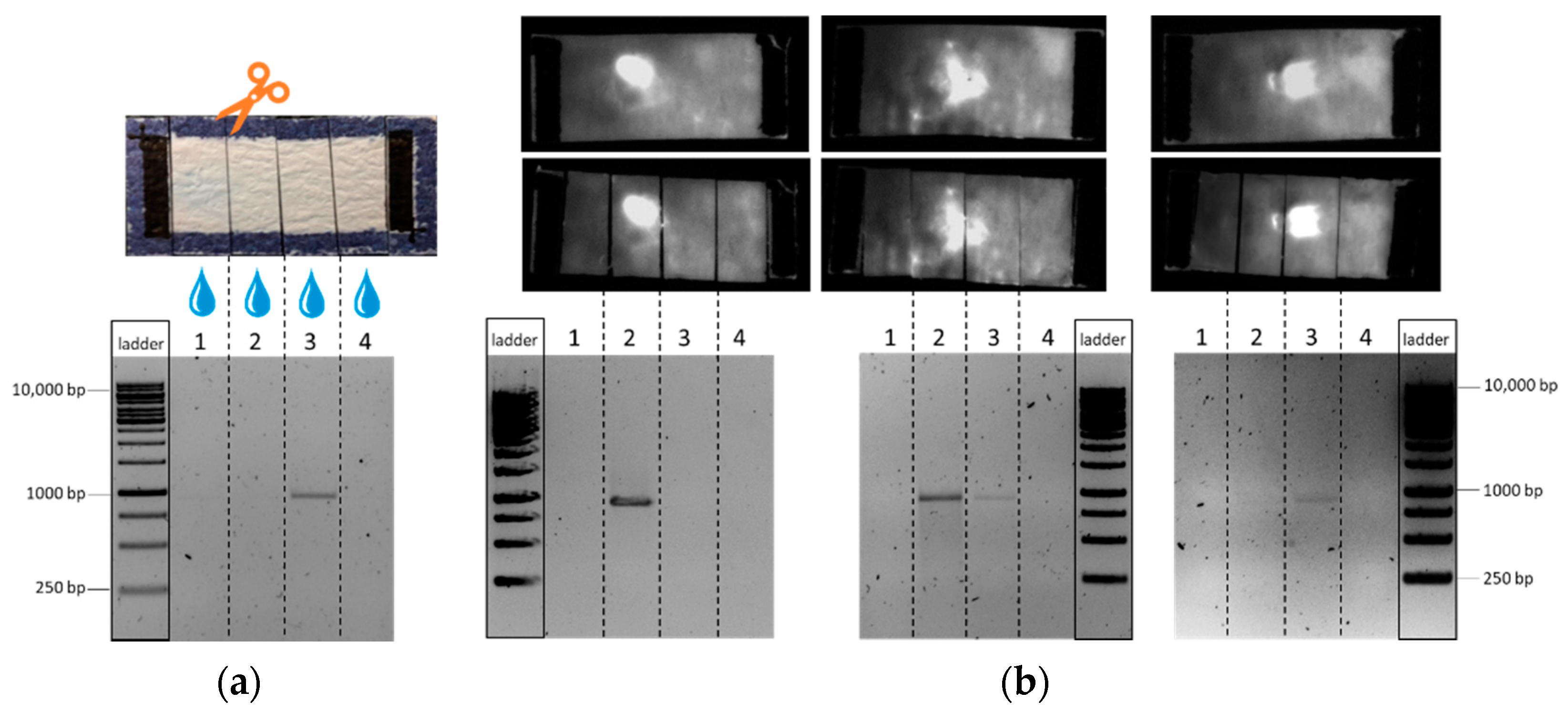 Biosensors 12 00062 g007