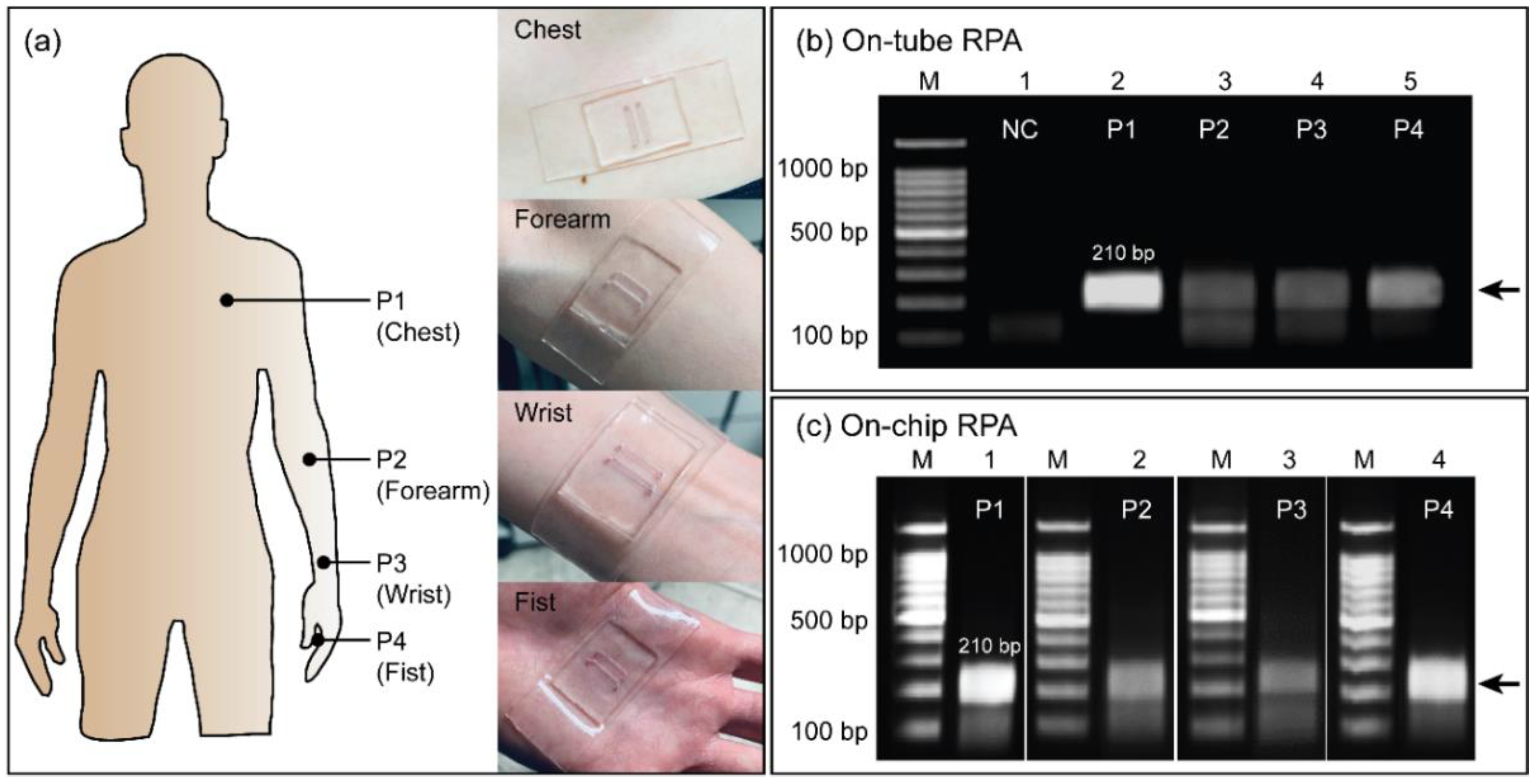 Biosensors 12 00072 g005