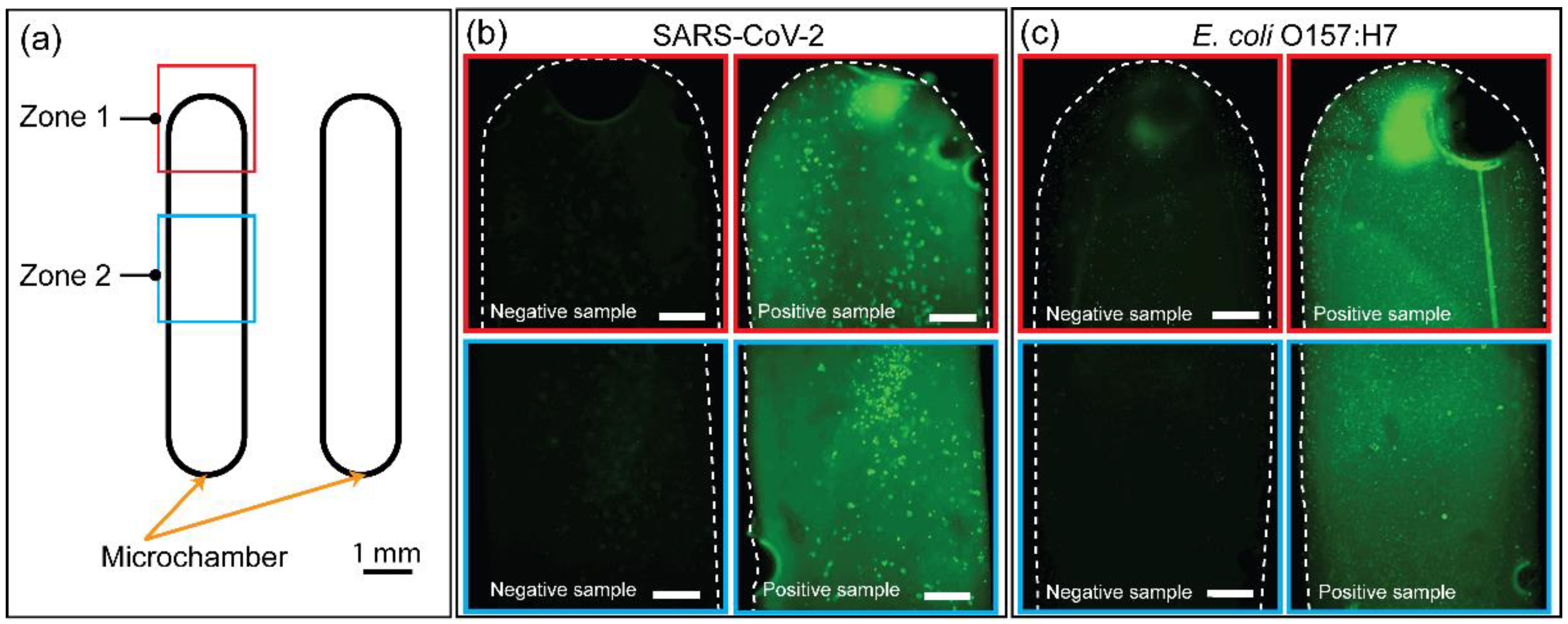 Biosensors 12 00072 g007