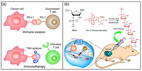 Nucleic Acids and Their Analogues for Biomedical Applications