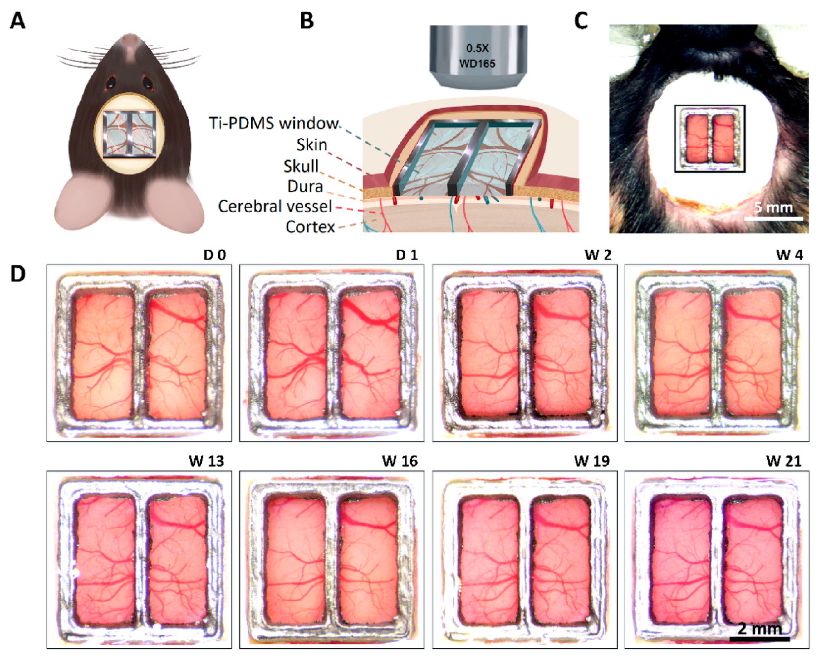 Biosensors 12 00129 g006 550