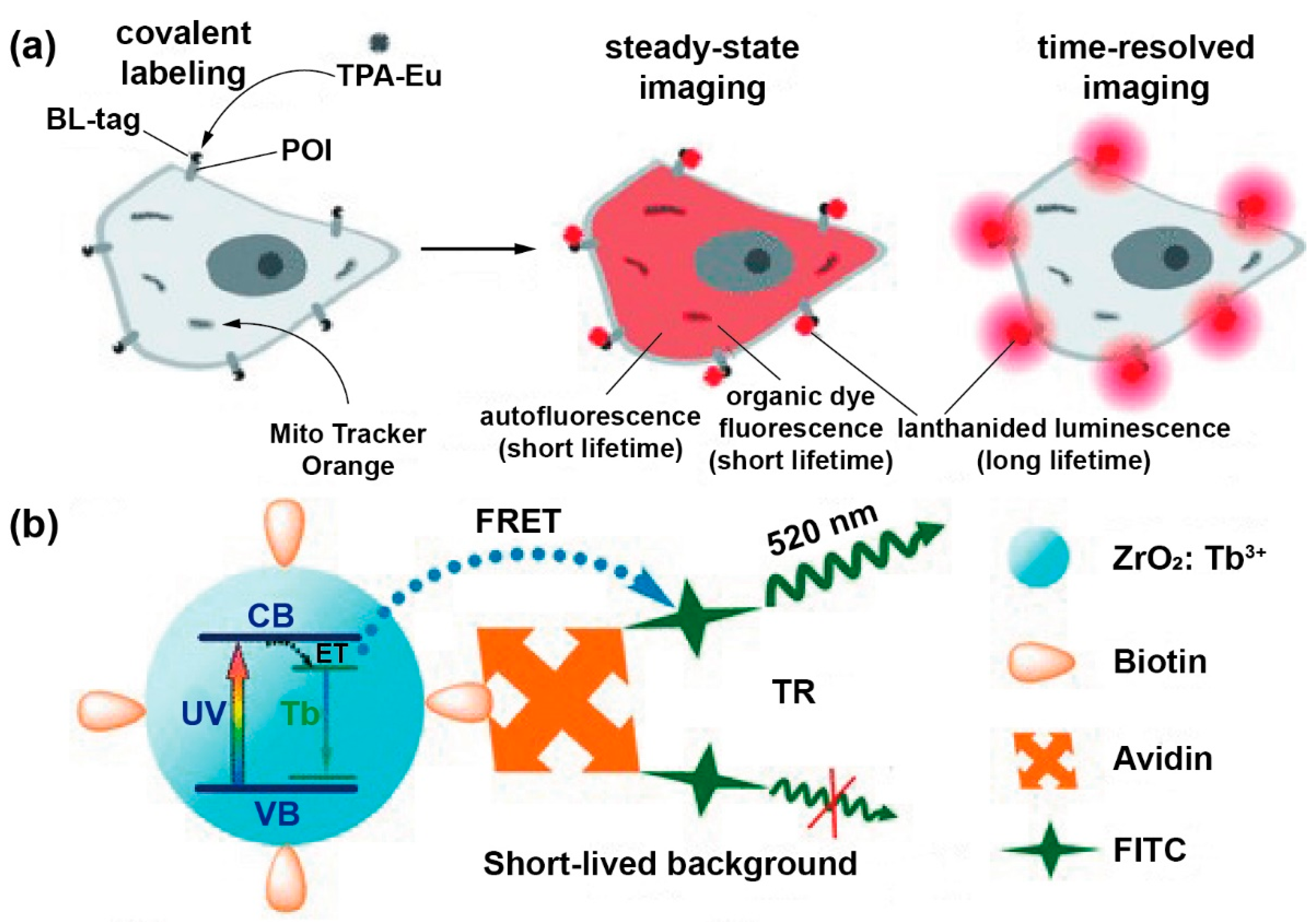 Biosensors 12 00131 g009 550
