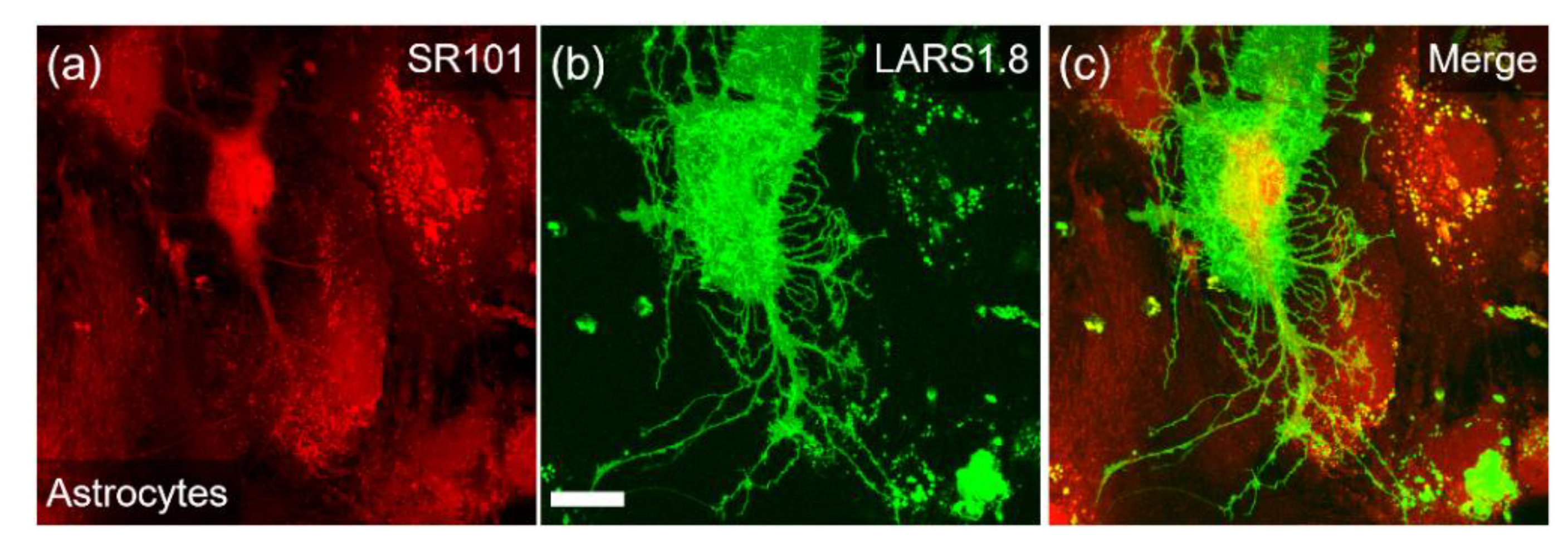 Biosensors 12 00143 g002