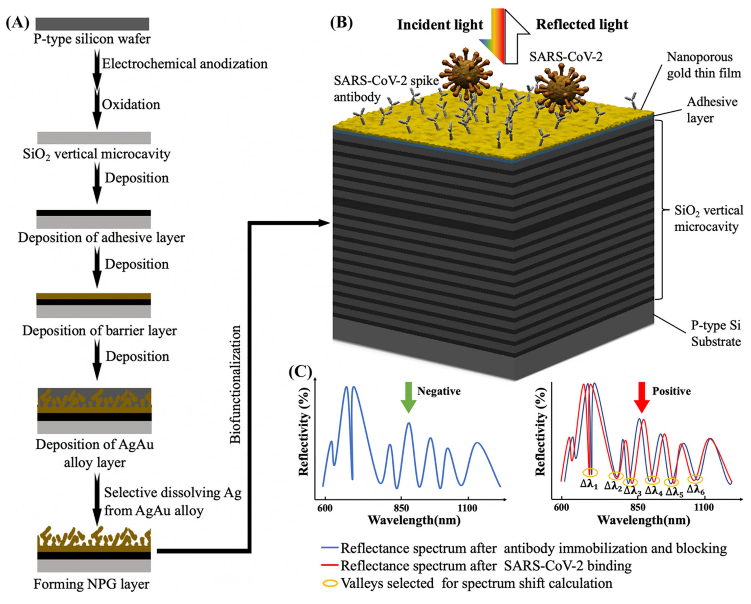 Biosensors 12 00151 g001 550