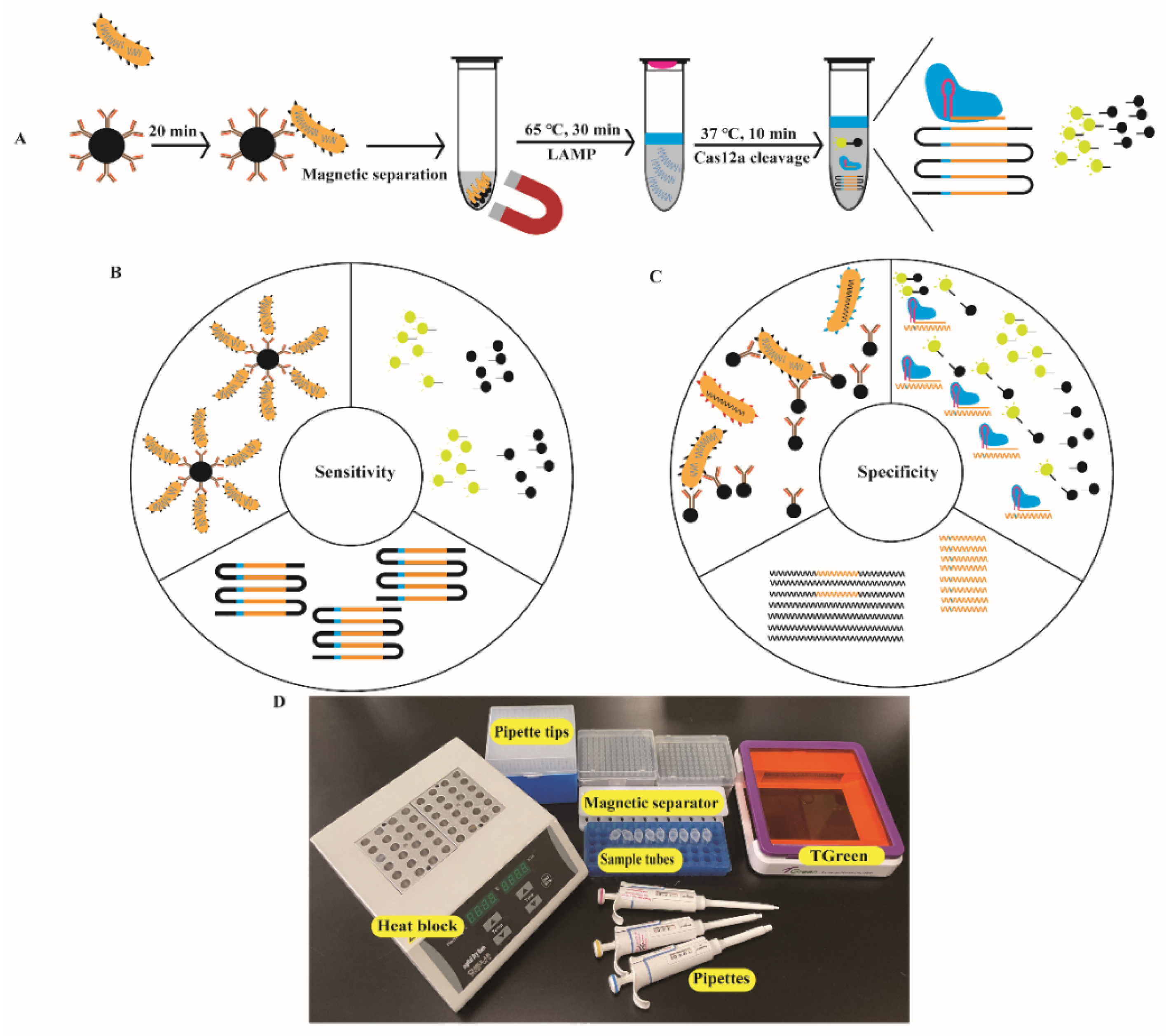 Biosensors 12 00154 g001