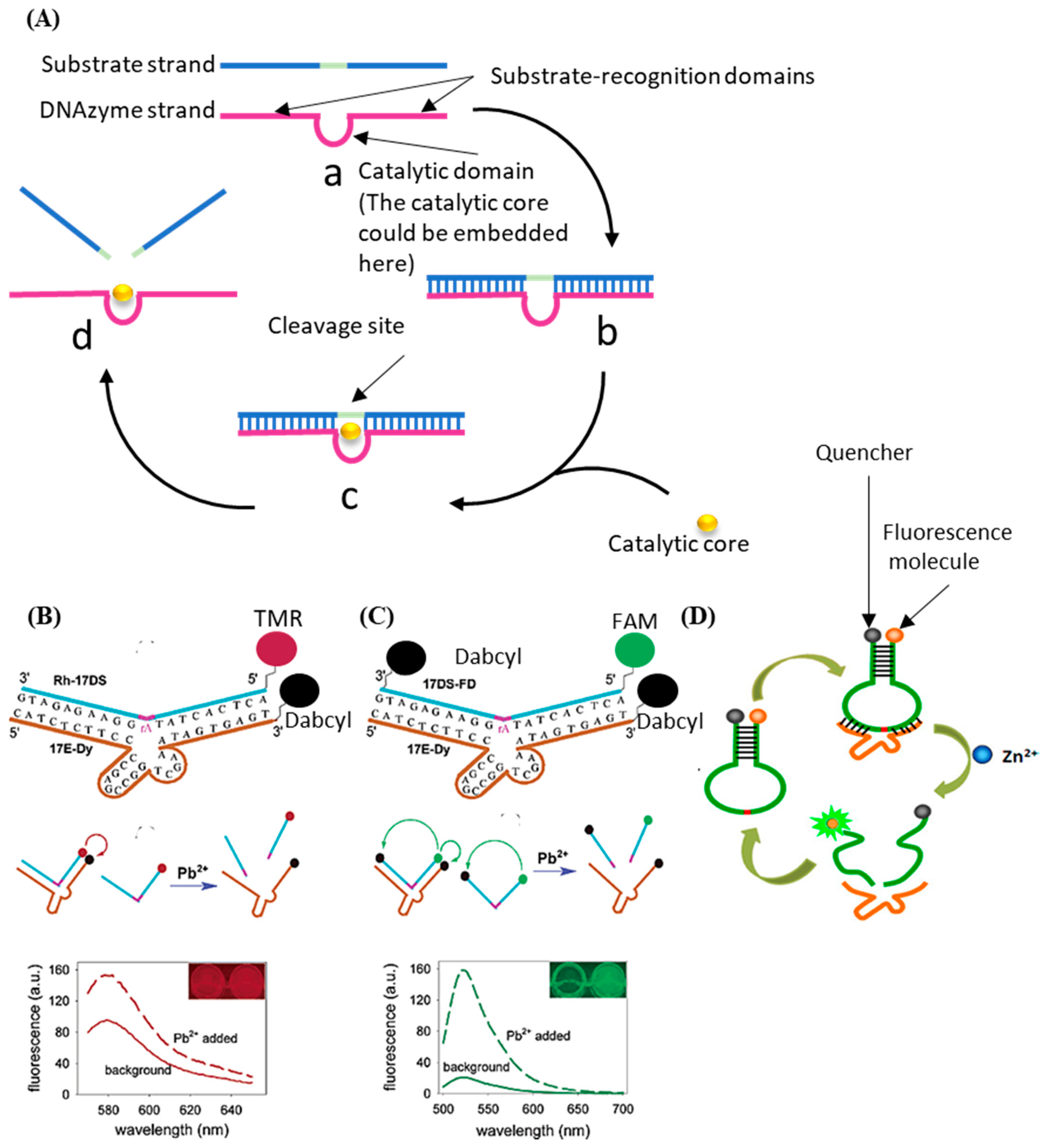 DNAzyme-Based Biosensors: Immobilization Strategies, Applications, and  Future Prospective