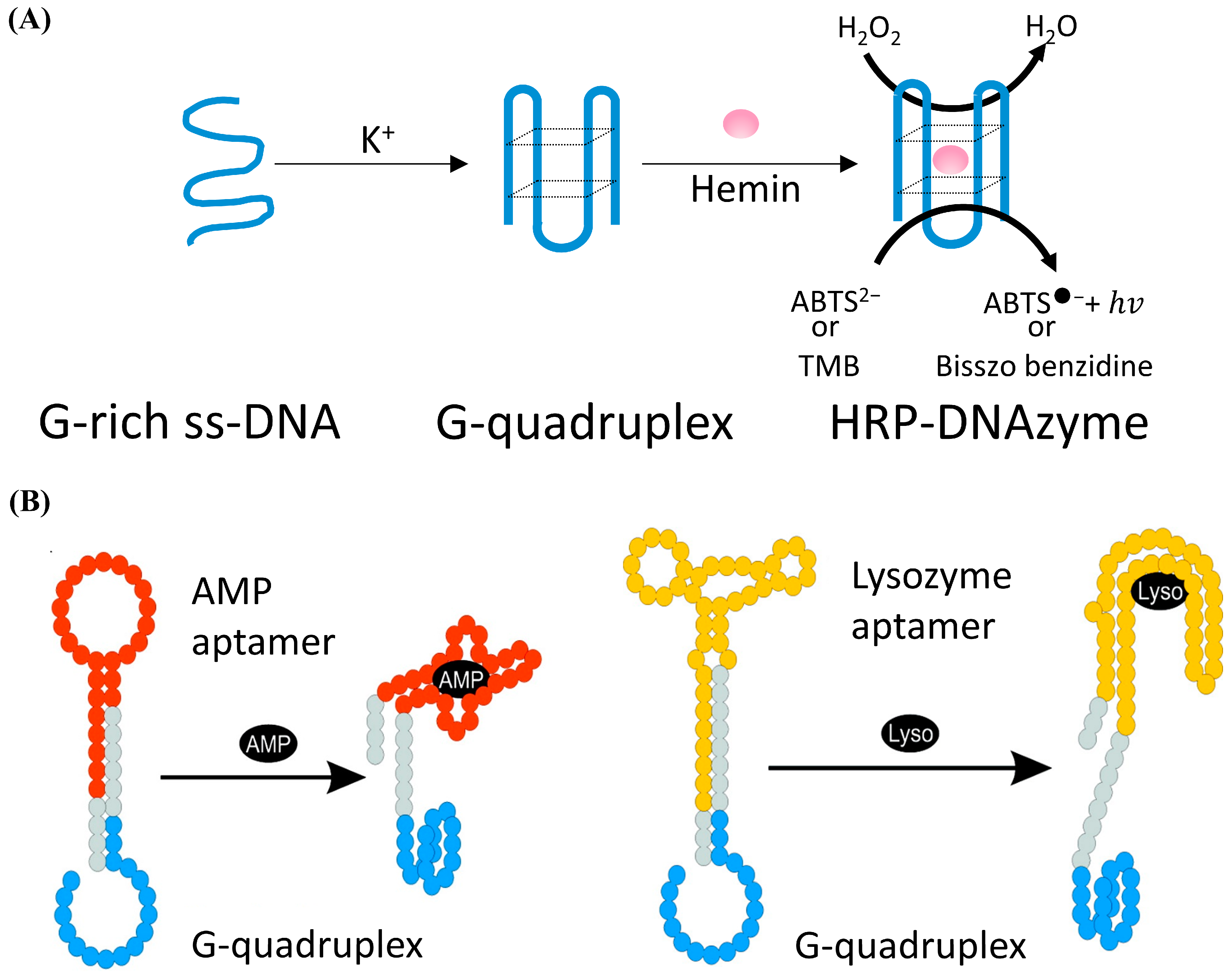 Biosensors 12 00183 g005