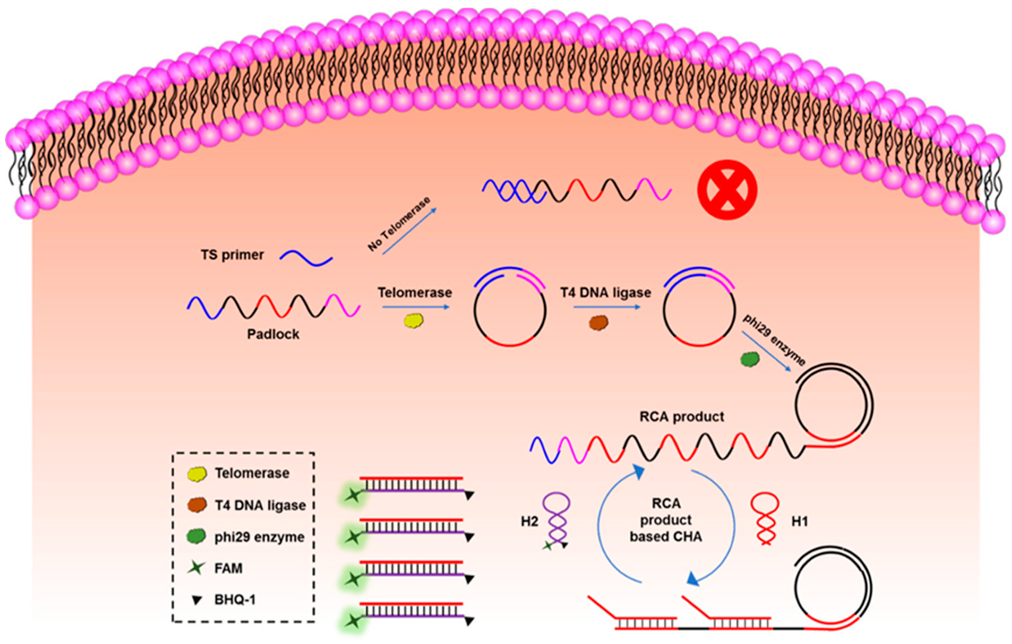 Biosensors 12 00183 g006