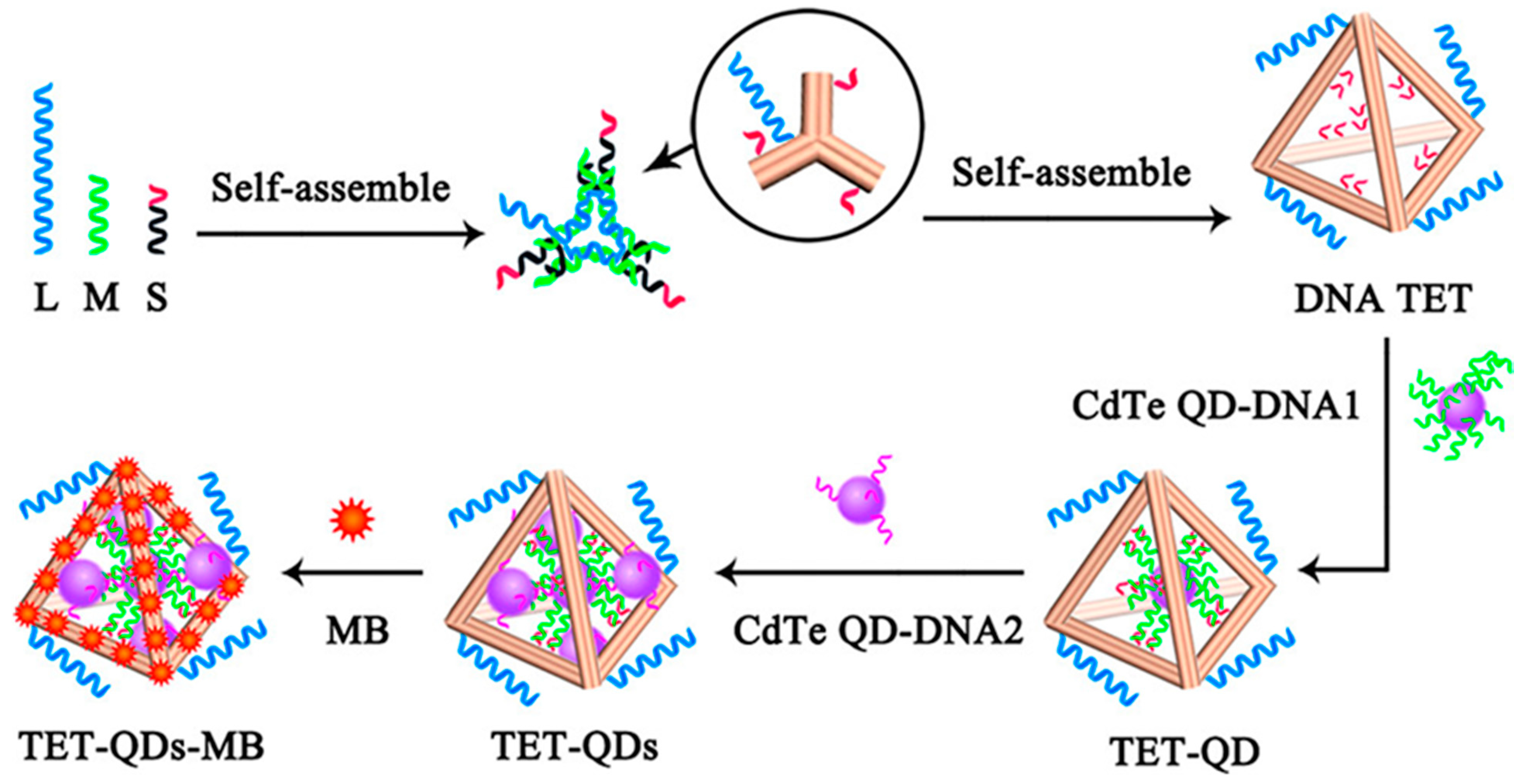 Biosensors 12 00183 g007