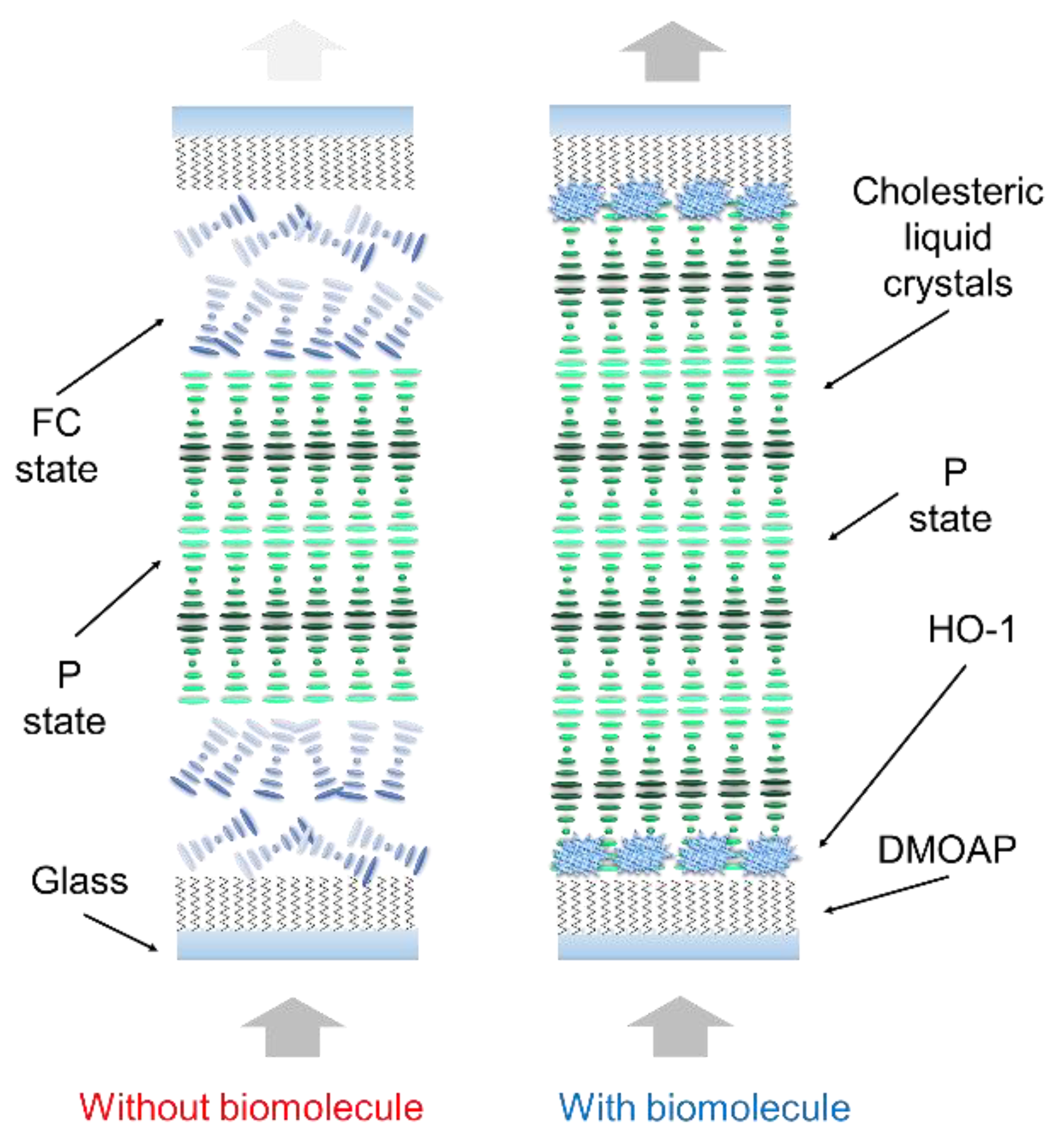 Biosensors 12 00204 g001