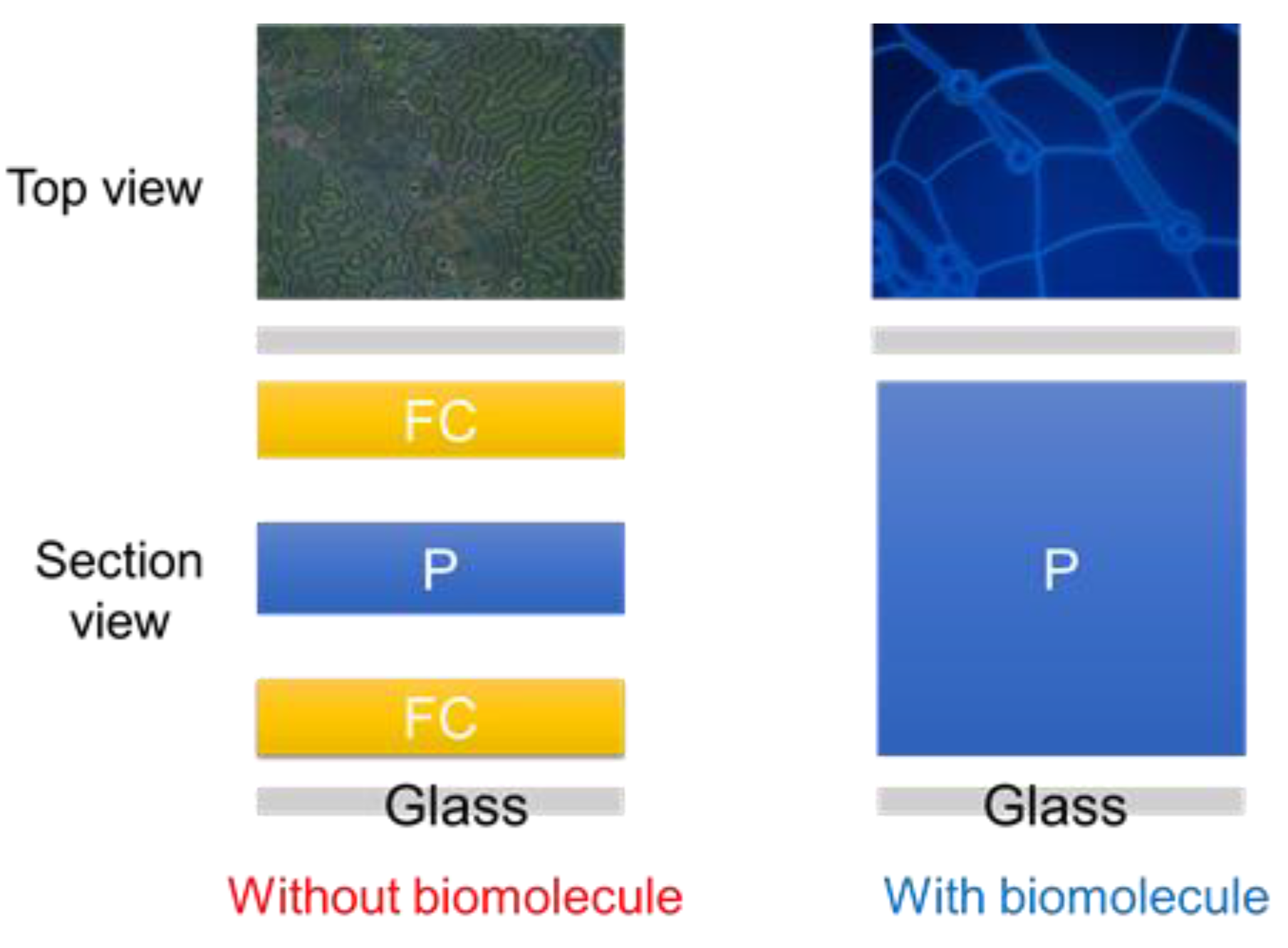 Biosensors 12 00204 g002