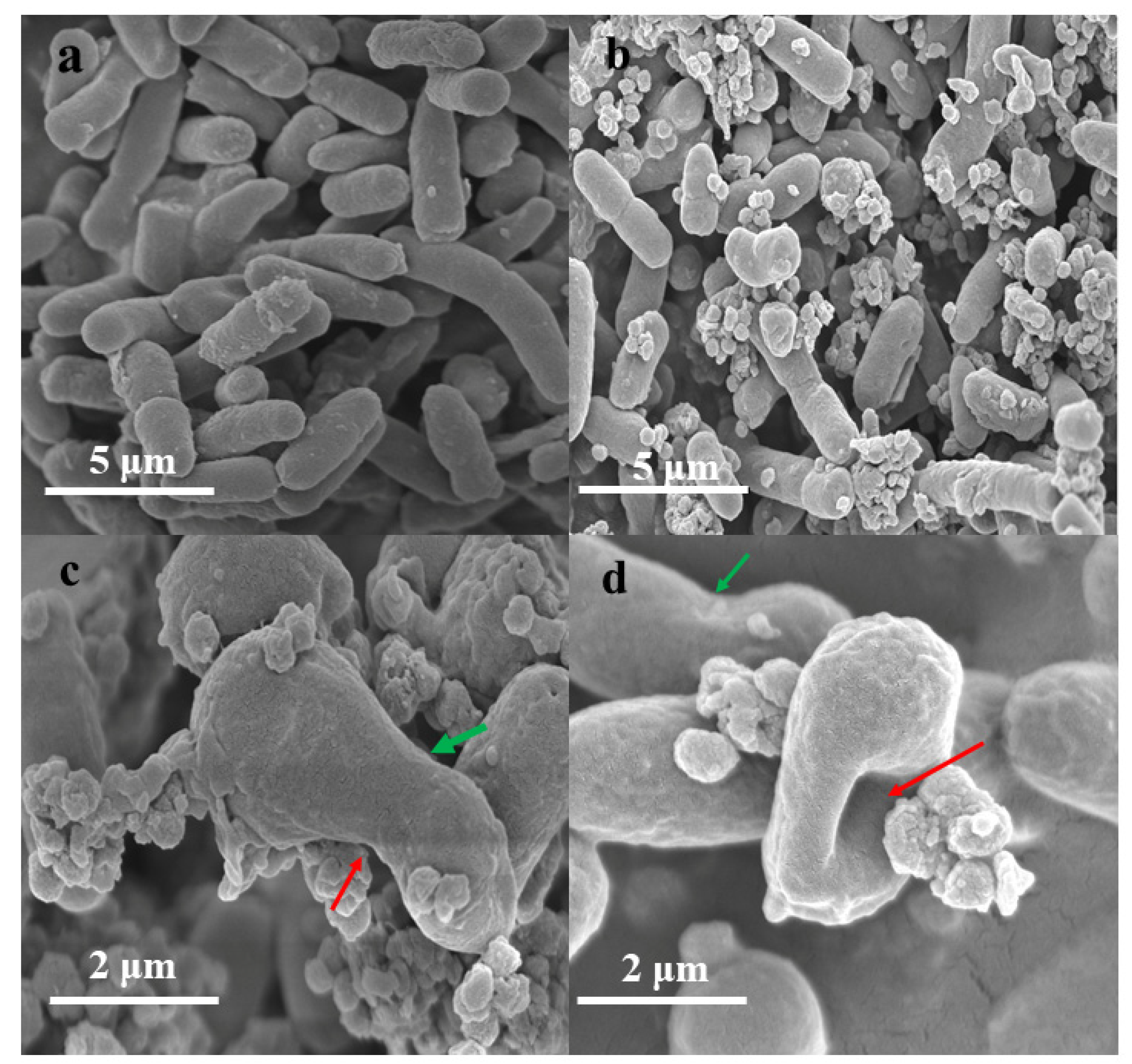 Biosensors 12 00228 g008