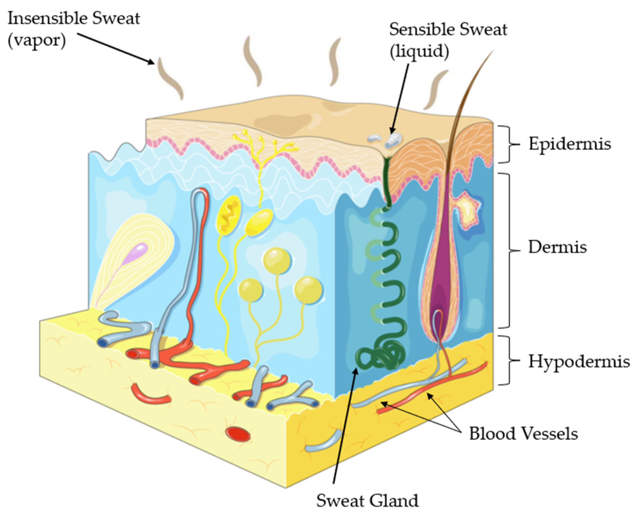 Biosensors 12 00252 g003 550