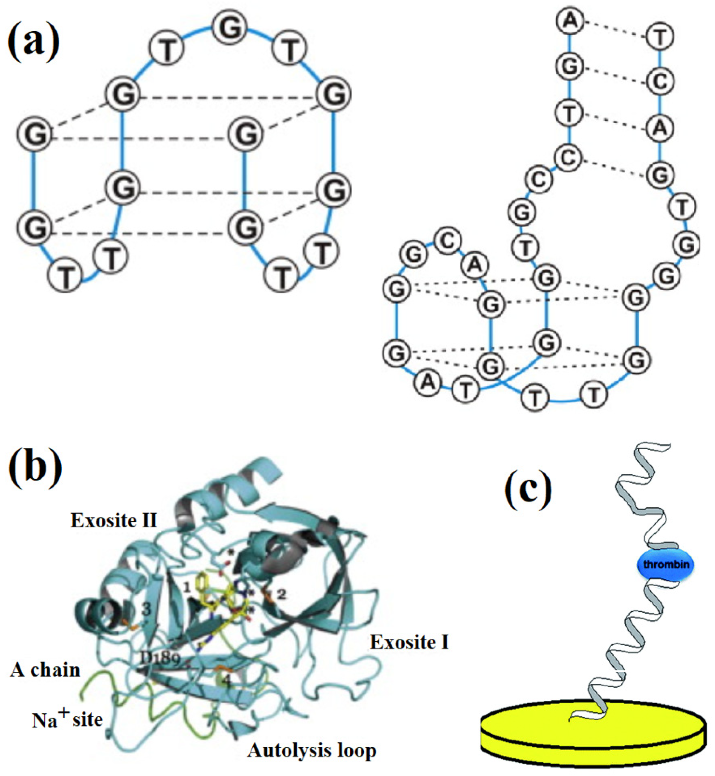 Biosensors 12 00253 g003