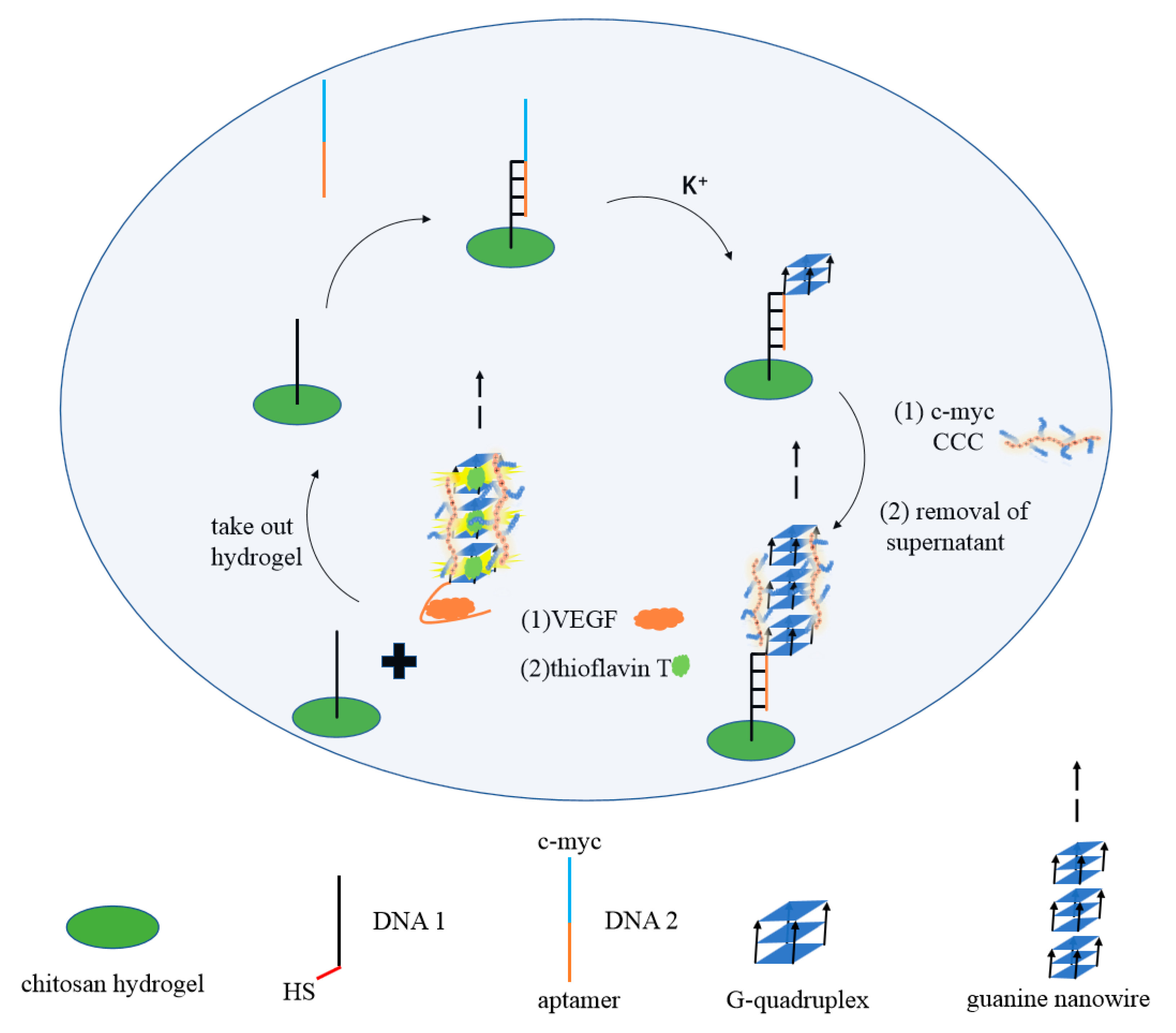Biosensors 12 00262 g001