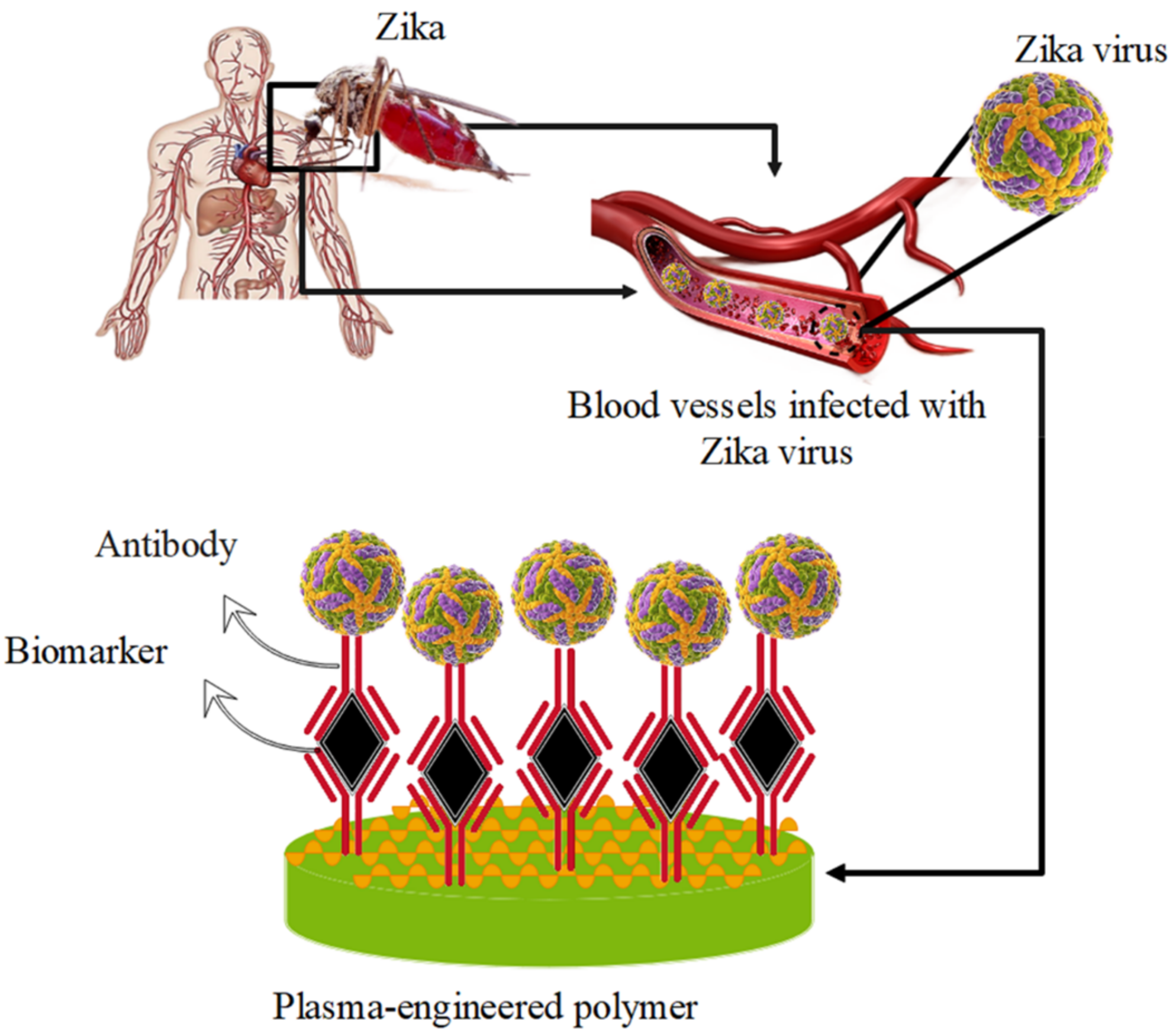 Biosensors 12 00286 g008 Biosensors 12 00286 g008