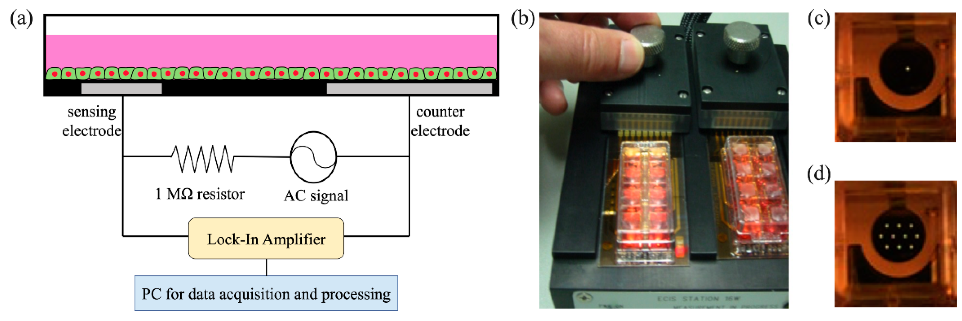 Biosensors 12 00293 g001