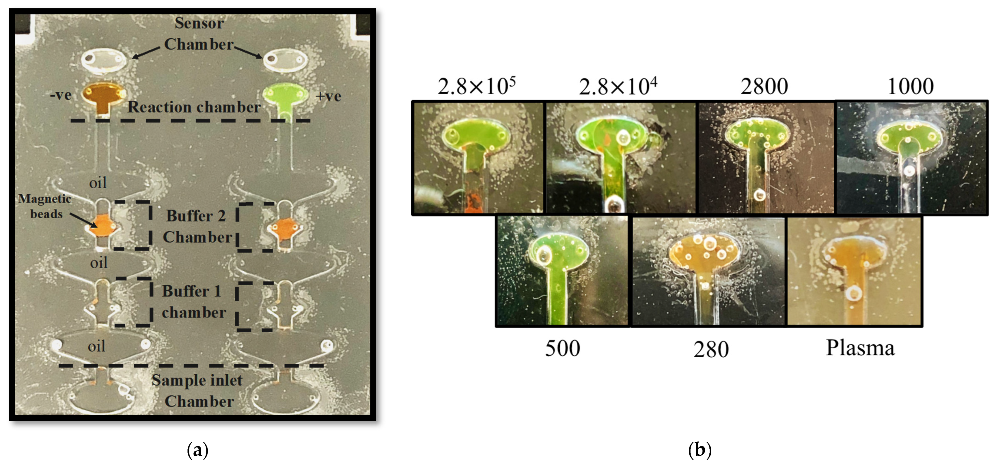 Biosensors 12 00298 g006