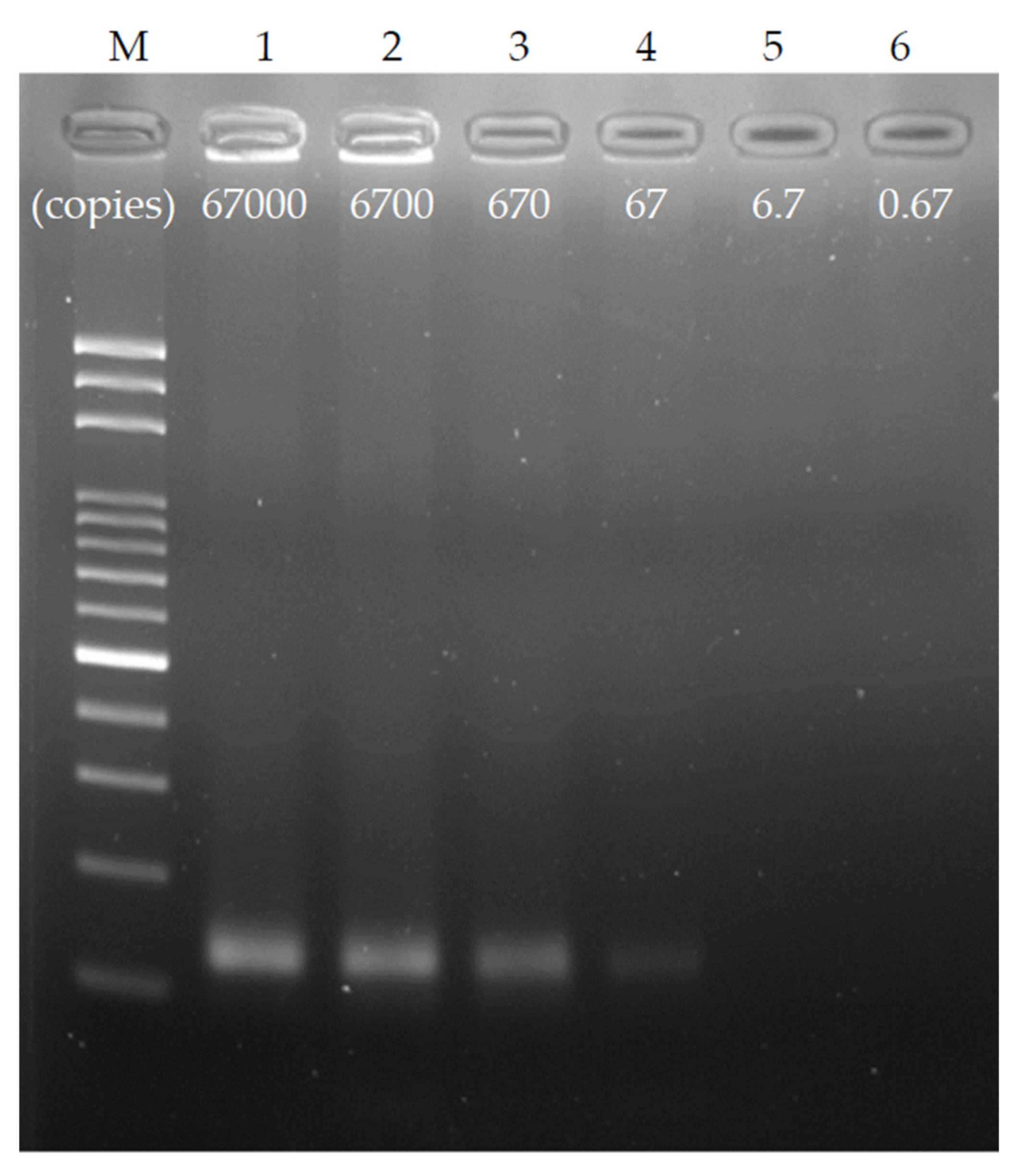 Biosensors 12 00303 g007