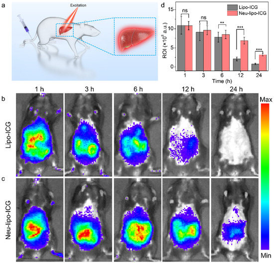 Cell-Membrane Biomimetic Indocyanine Green Liposomes for