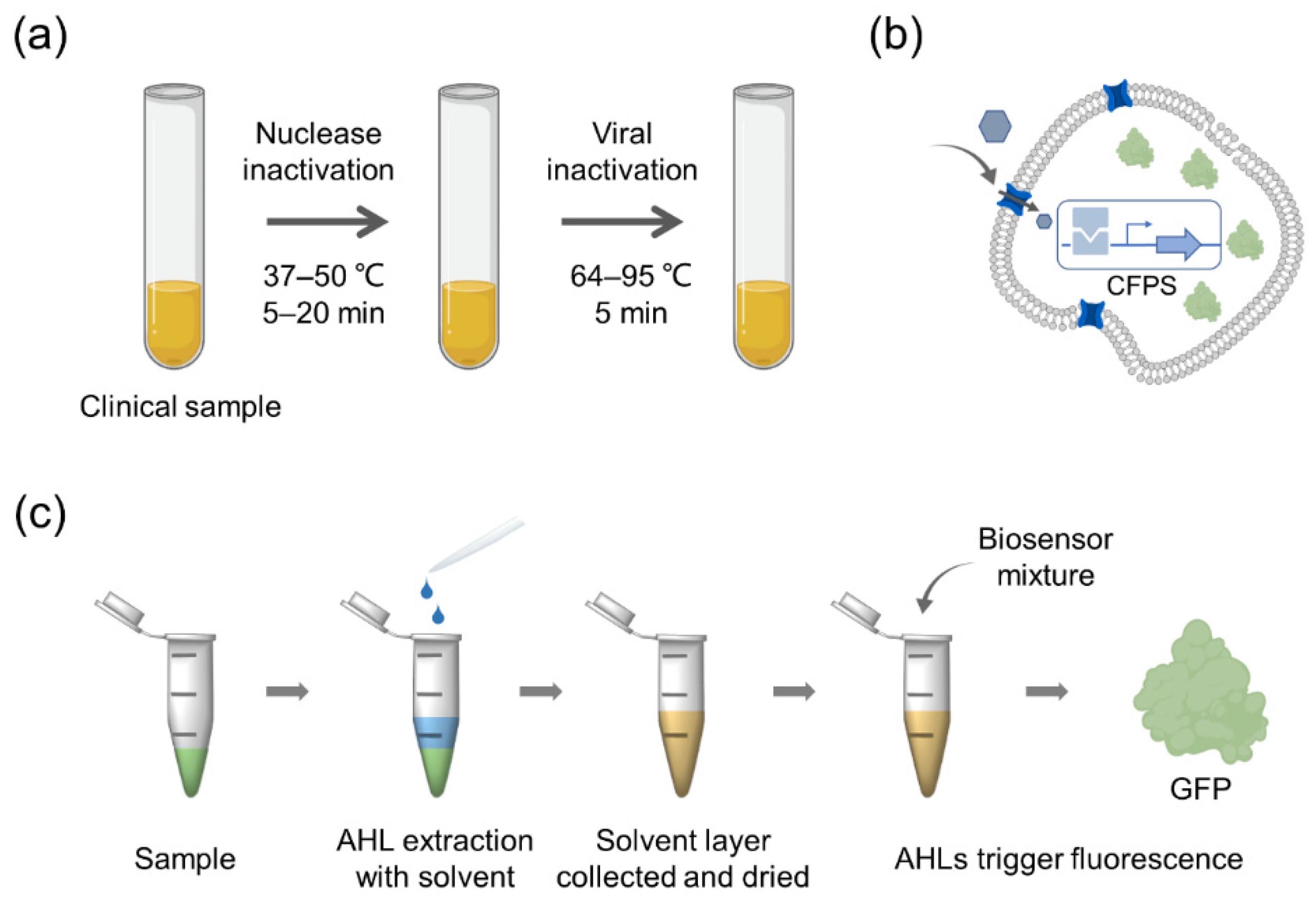 Biosensors 12 00318 g004