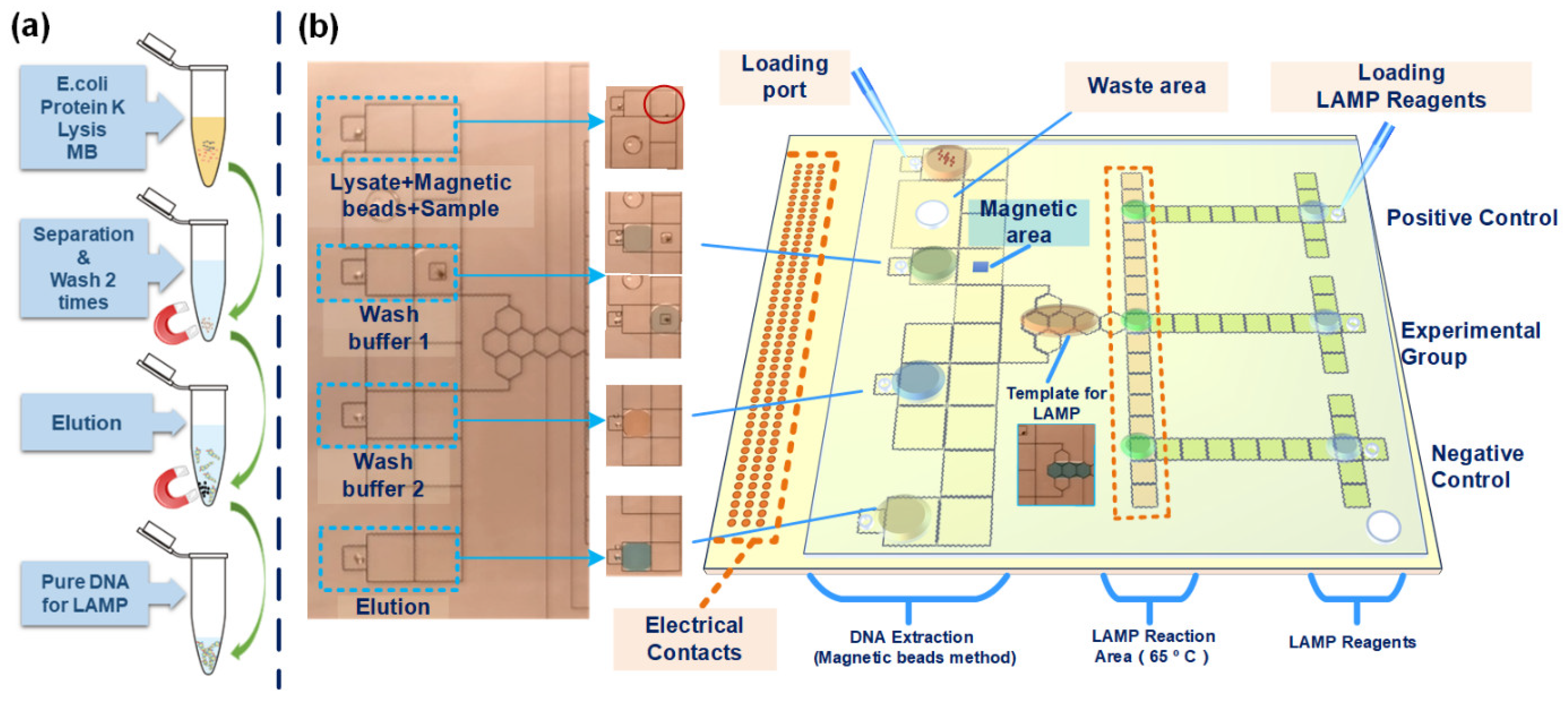 Biosensors 12 00324 g001