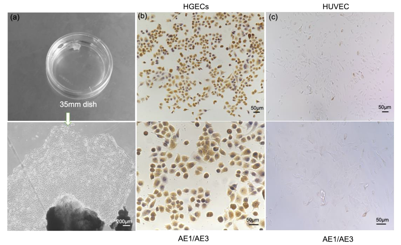 Biosensors 12 00345 g002 550