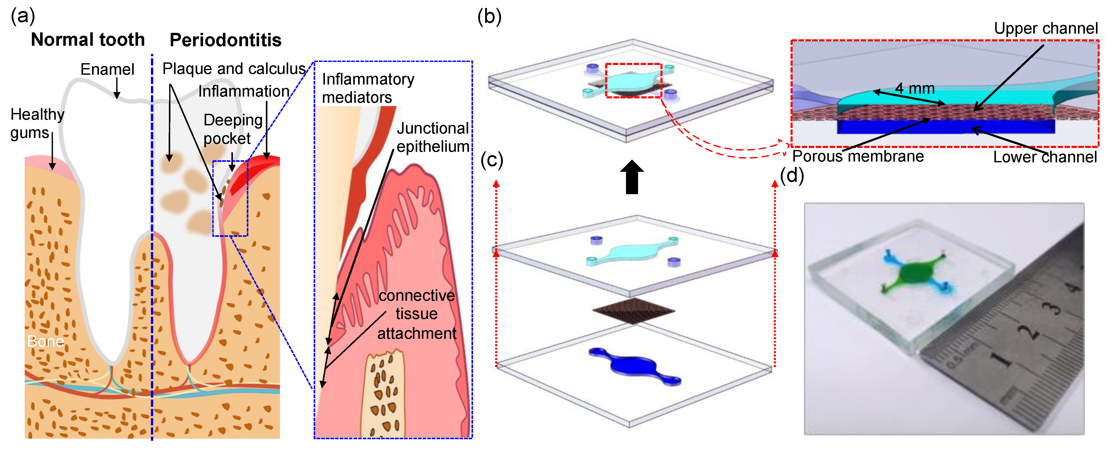 Biosensors 12 00345 g004 550