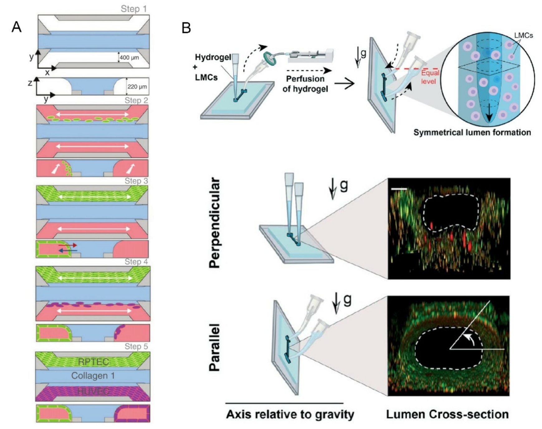 Biosensors 12 00370 g005 550