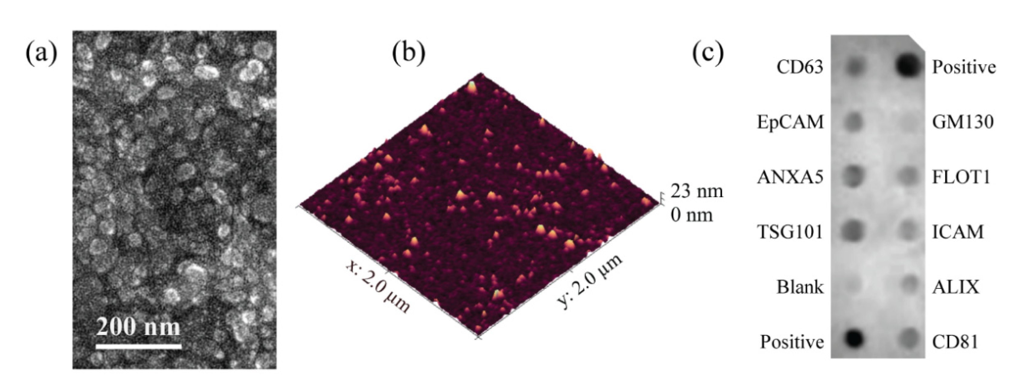 Biosensors 12 00371 g001